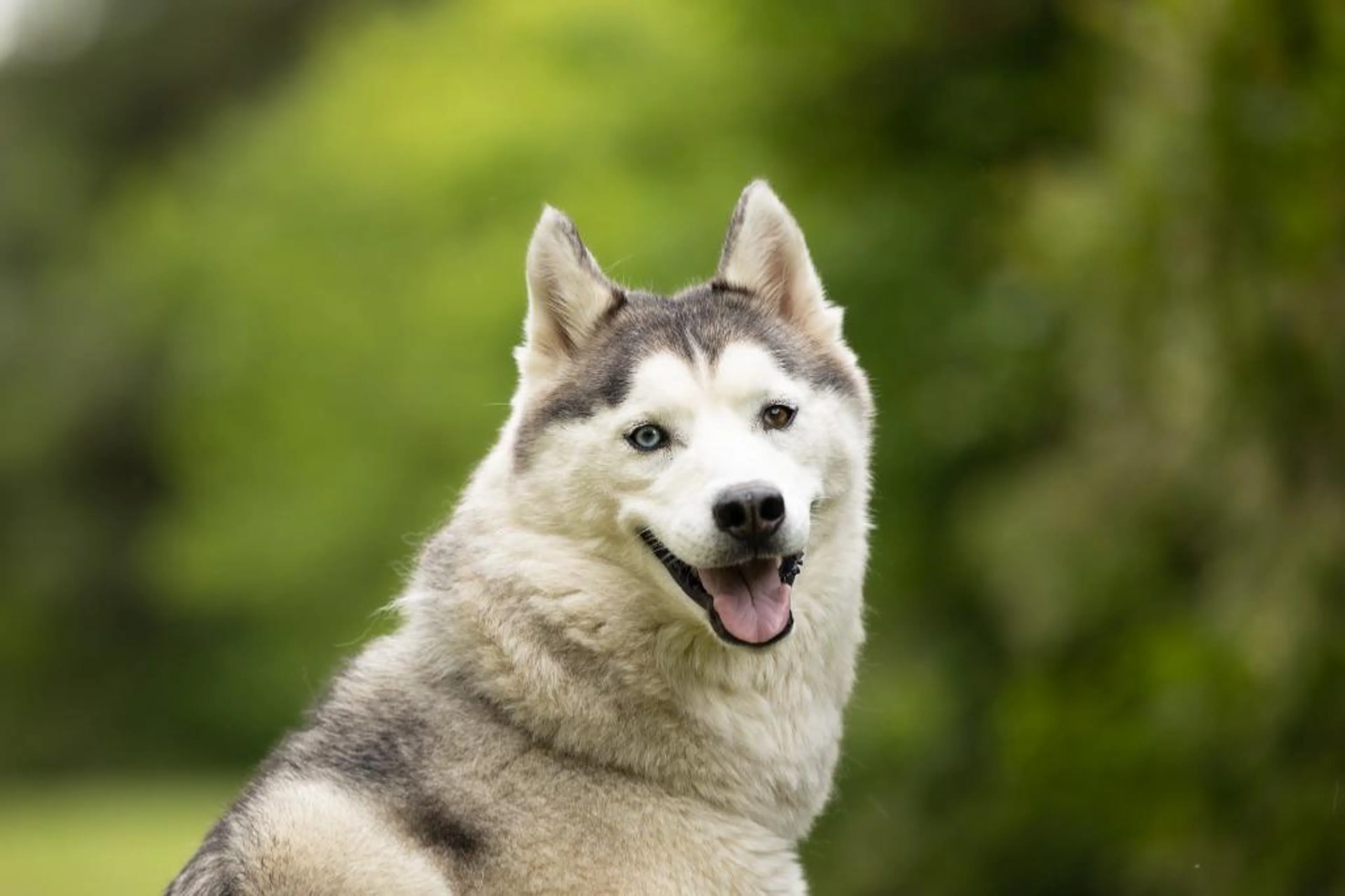 Found pet-0
