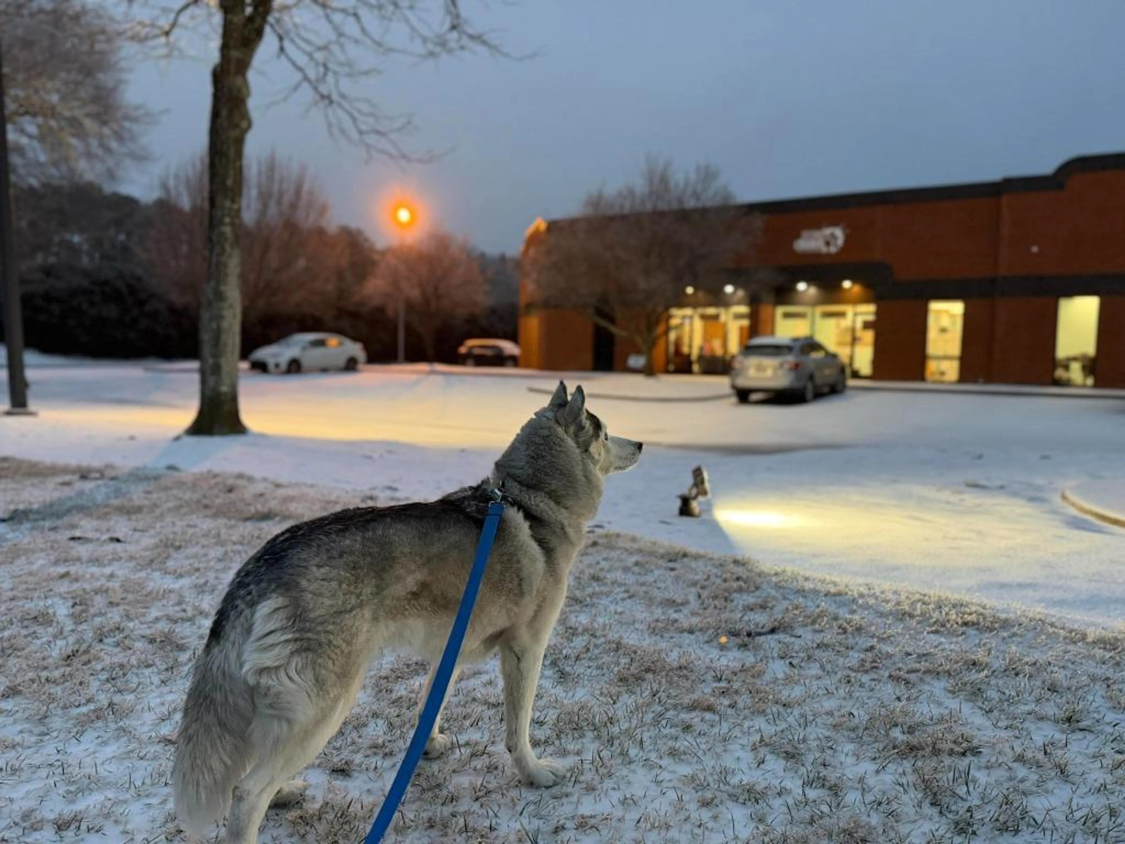 Found pet-4