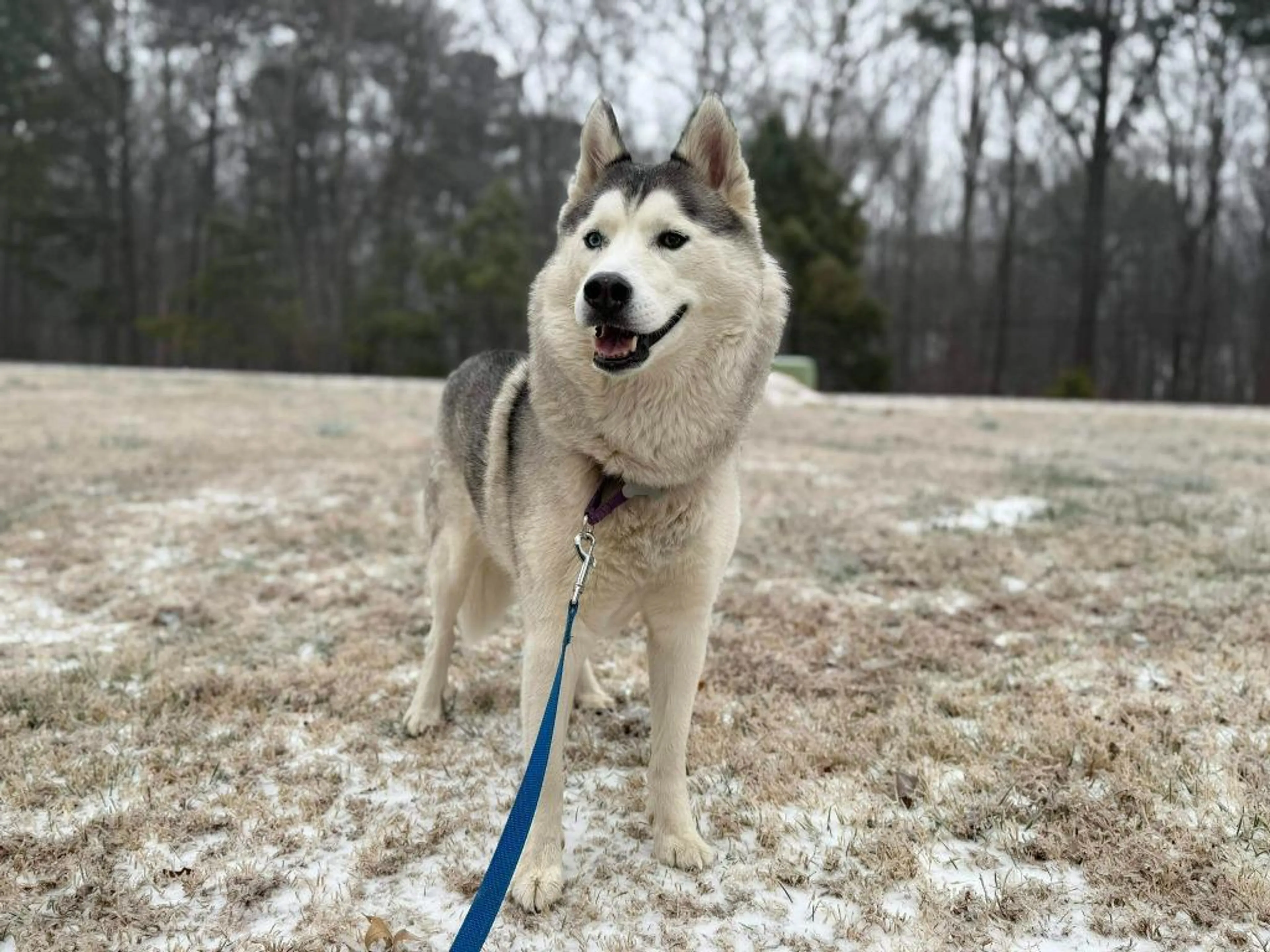 Found pet-2