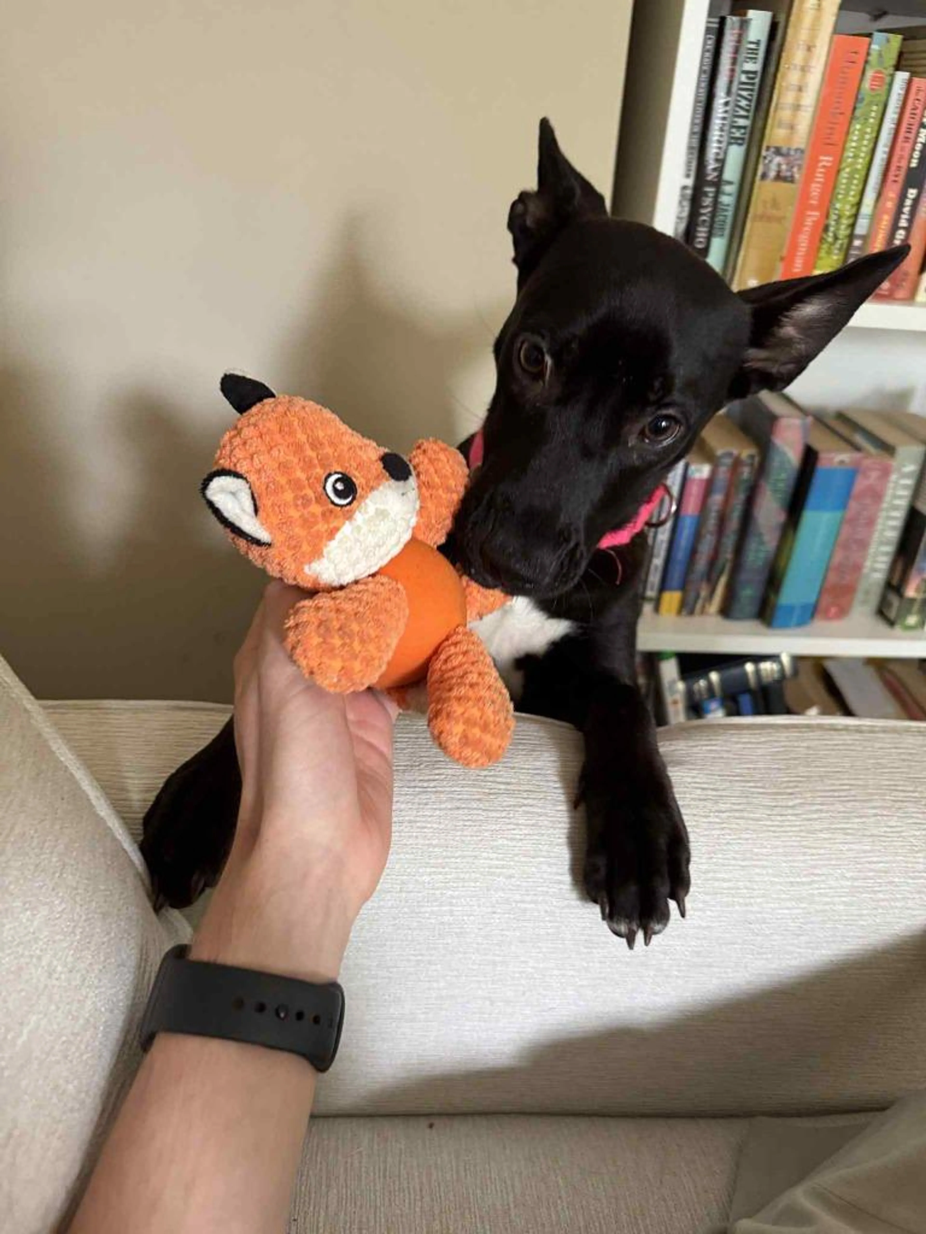 Found pet-3