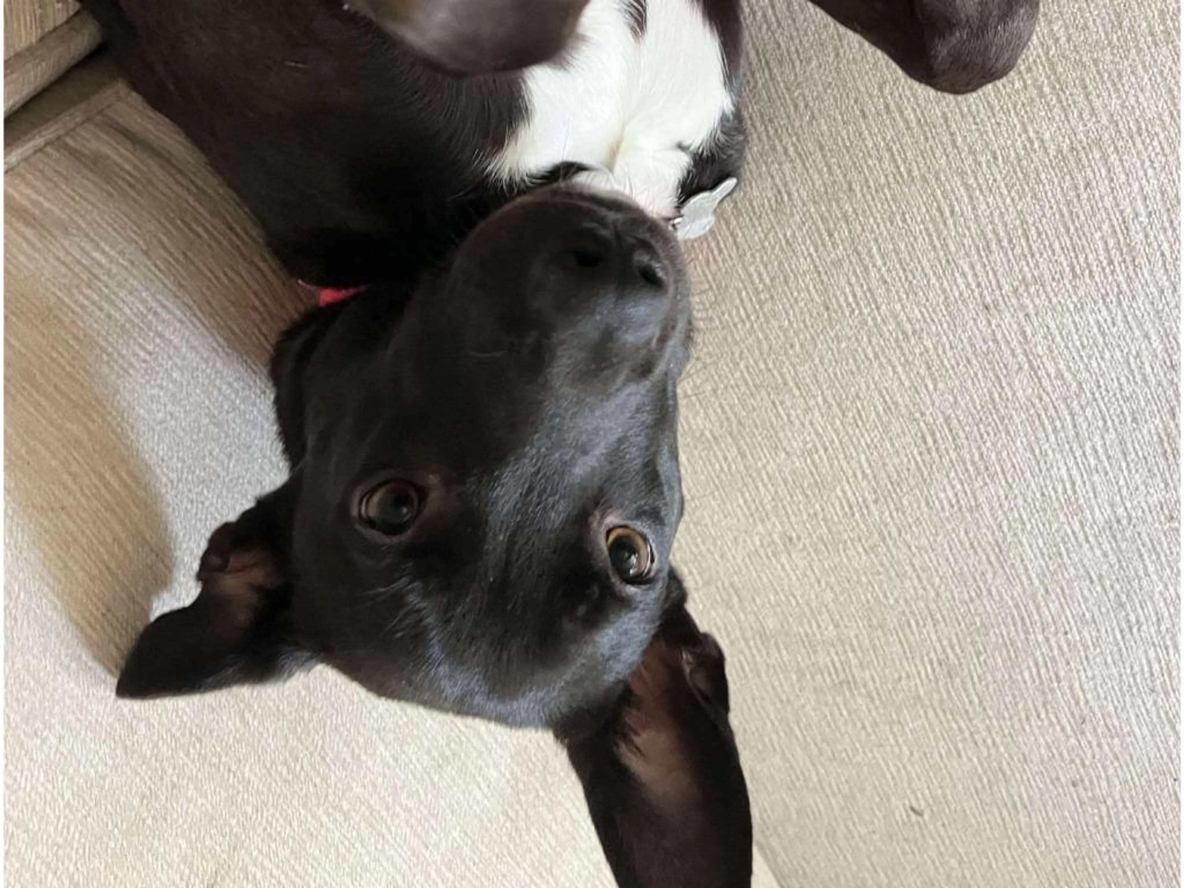 Found pet-2