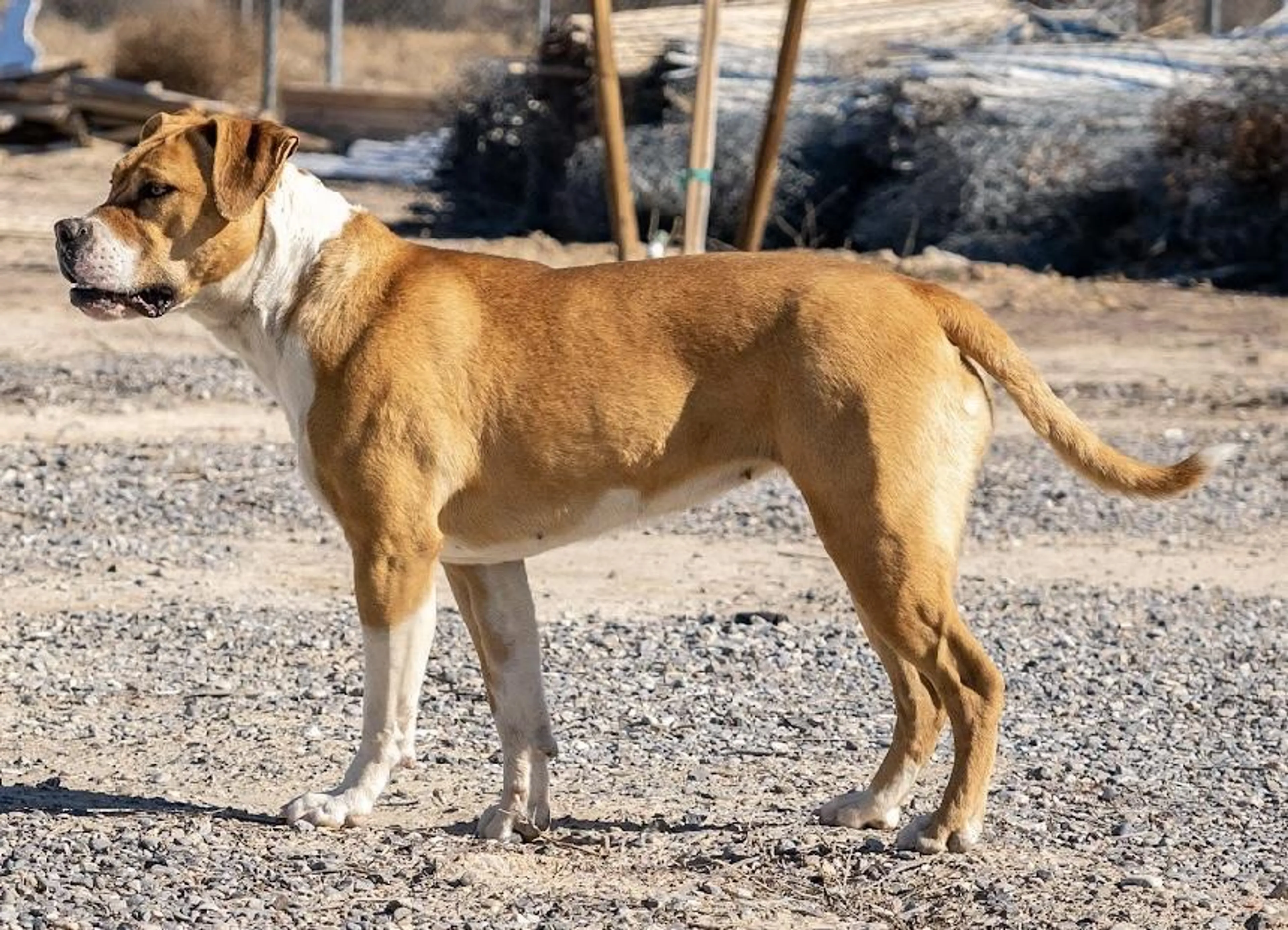 Found pet-5