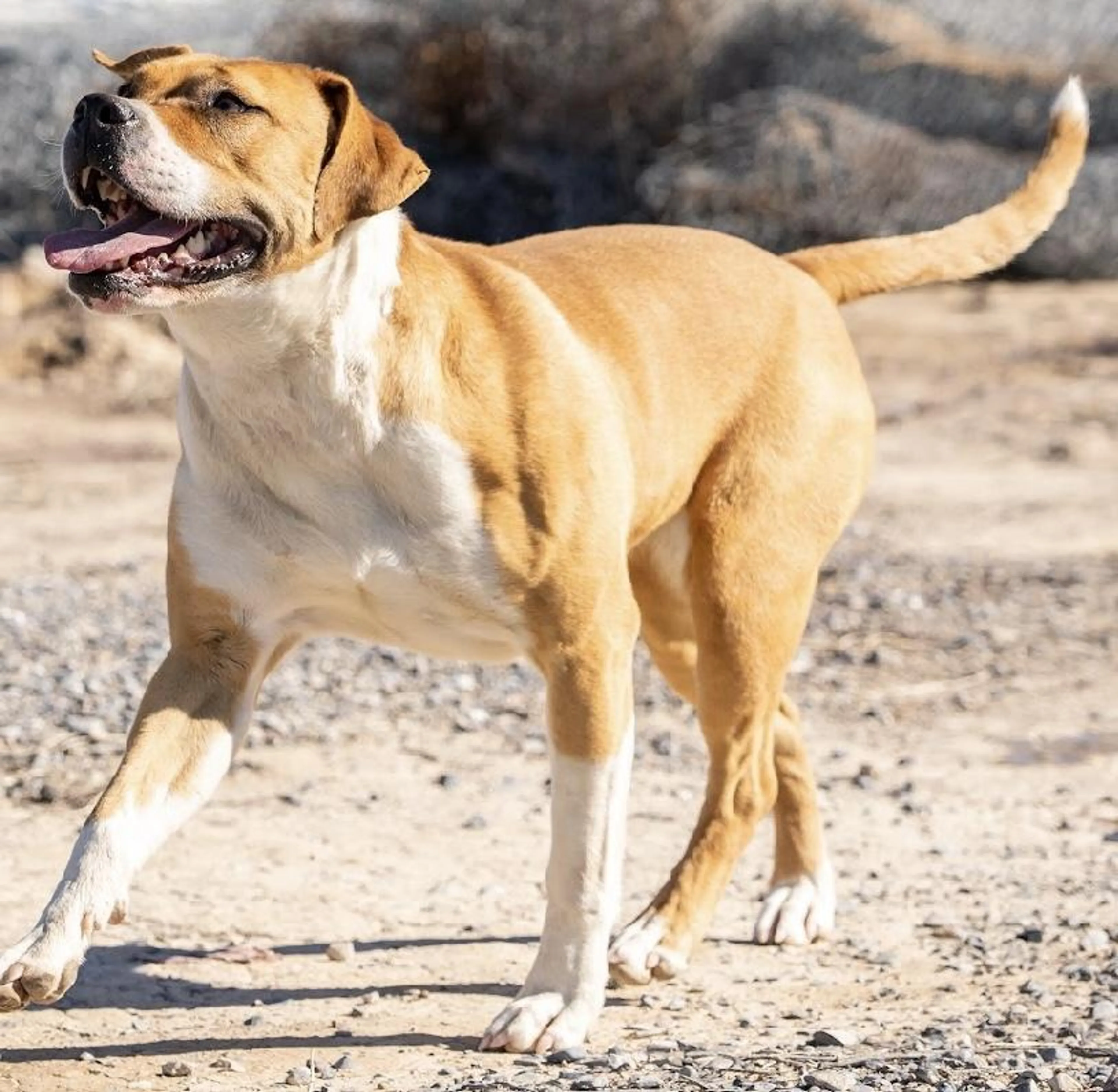 Found pet-2