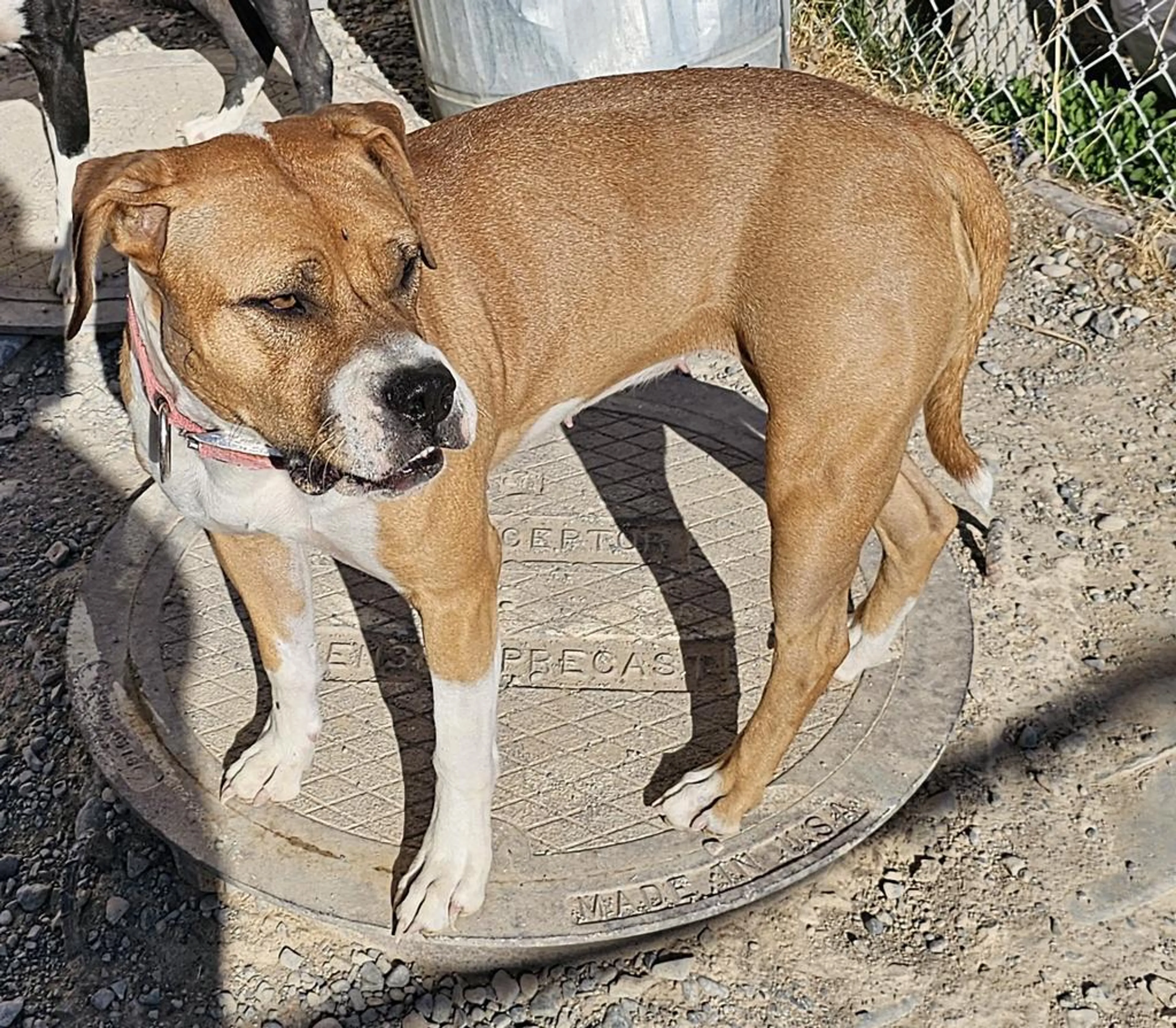 Found pet-0