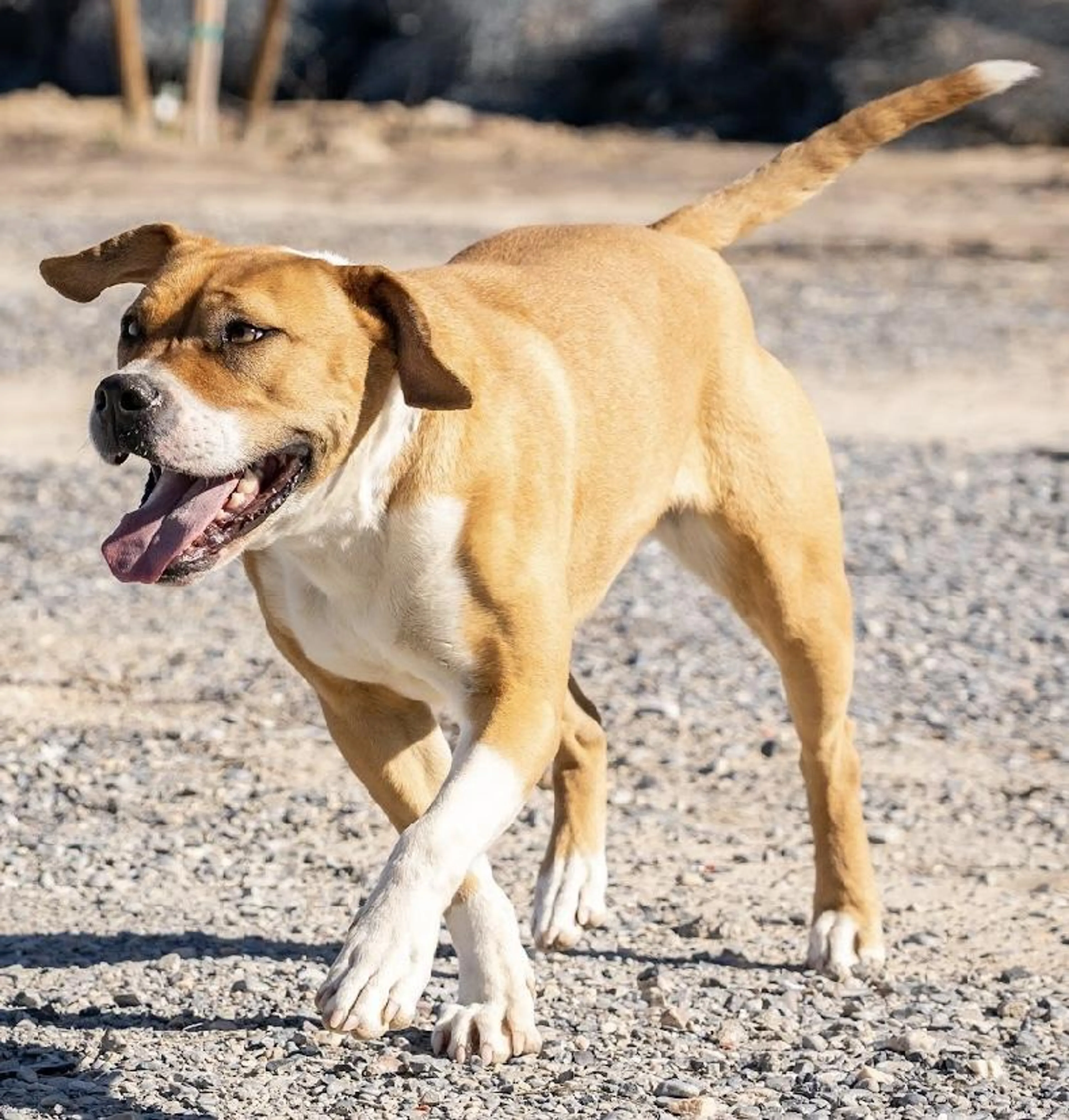 Found pet-3