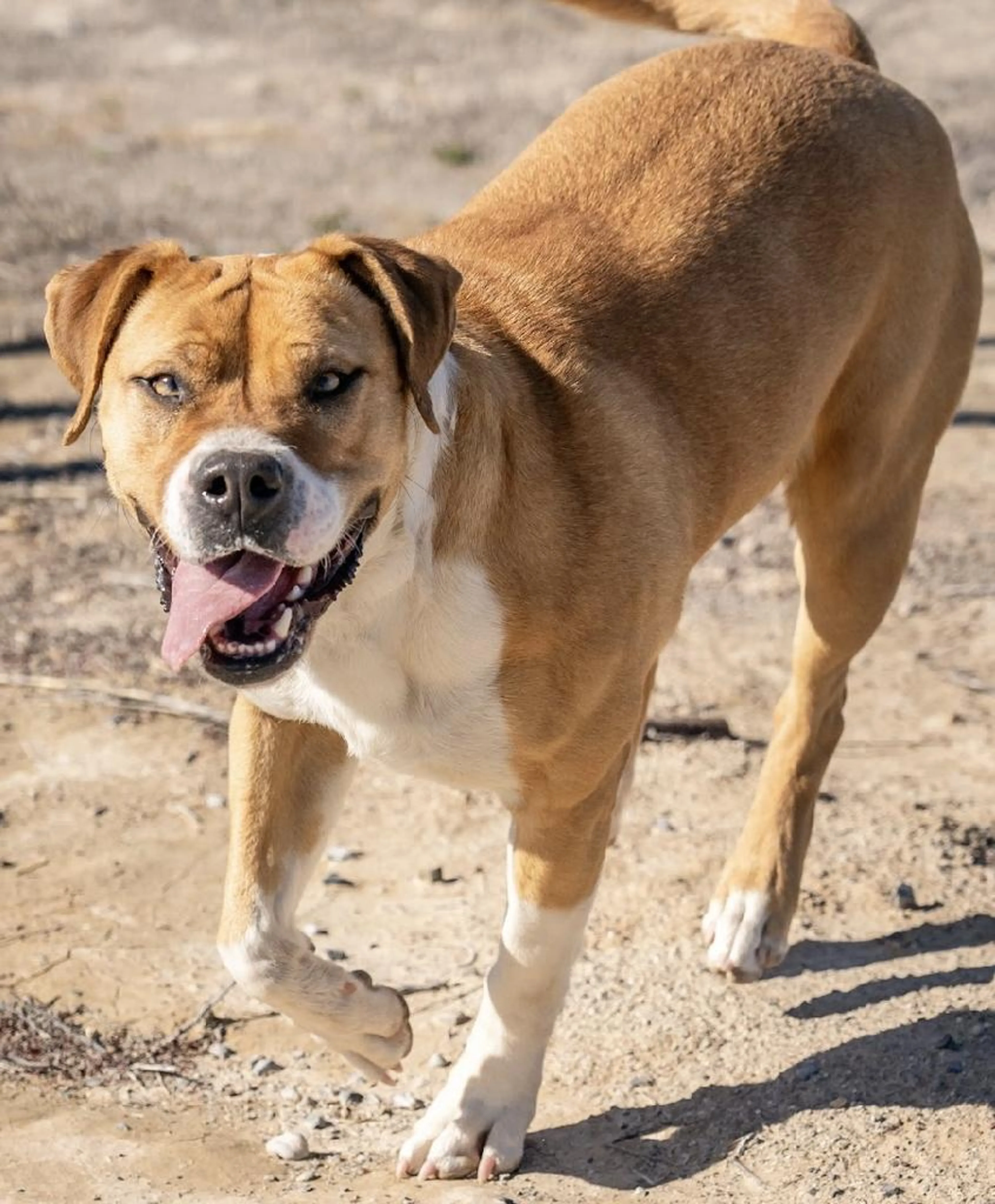 Found pet-4