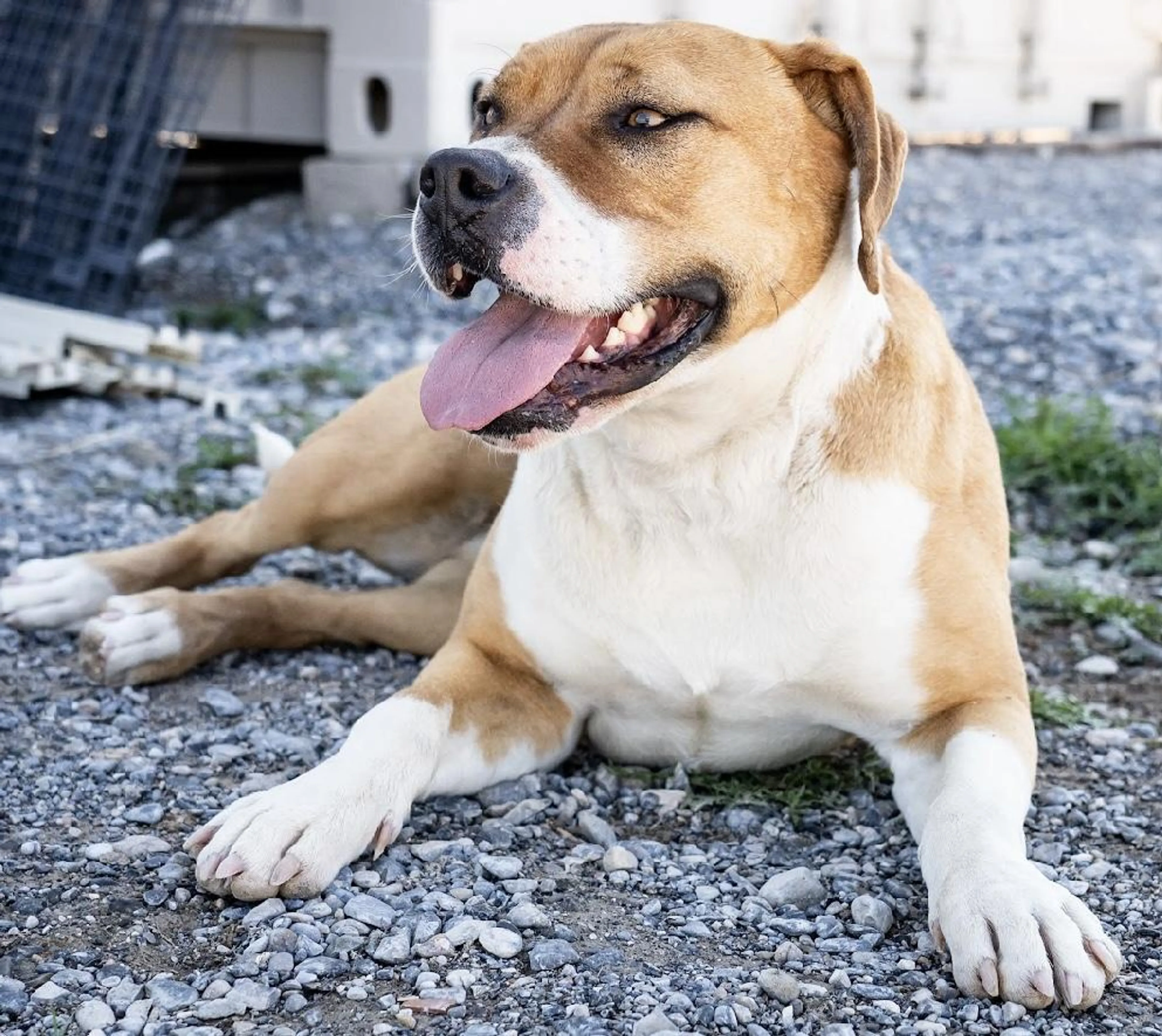 Found pet-1