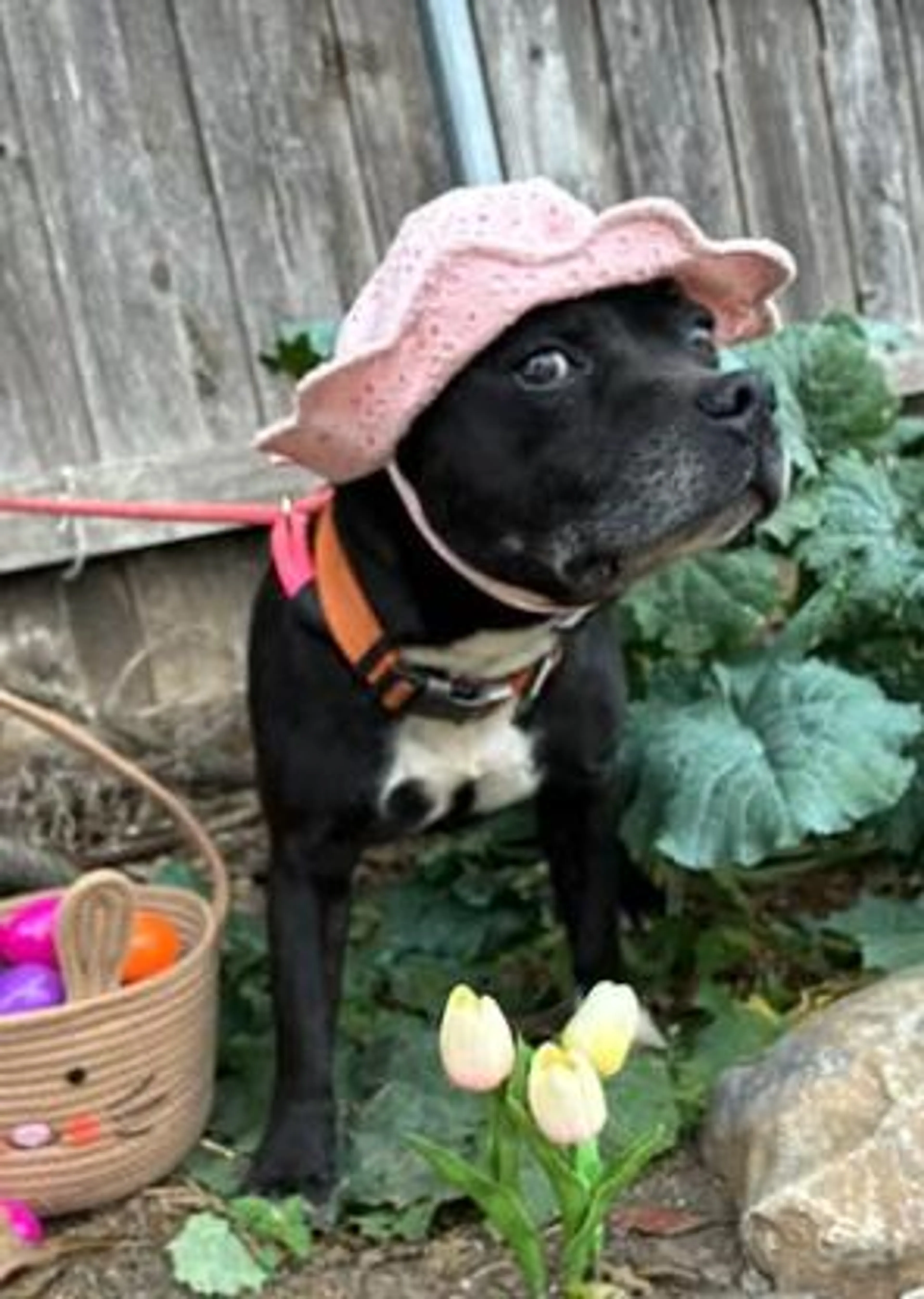 Found pet-3
