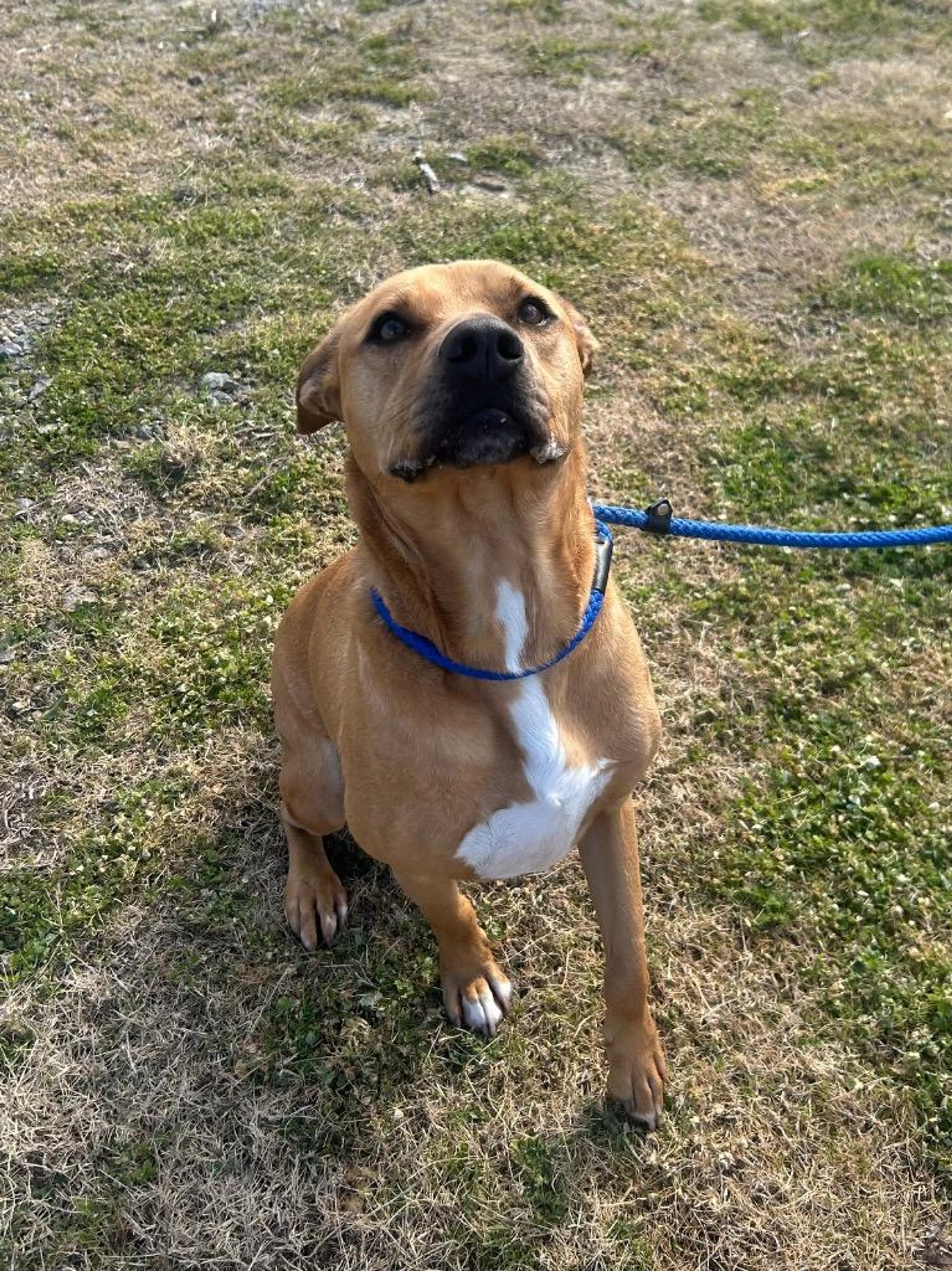 Found pet-1