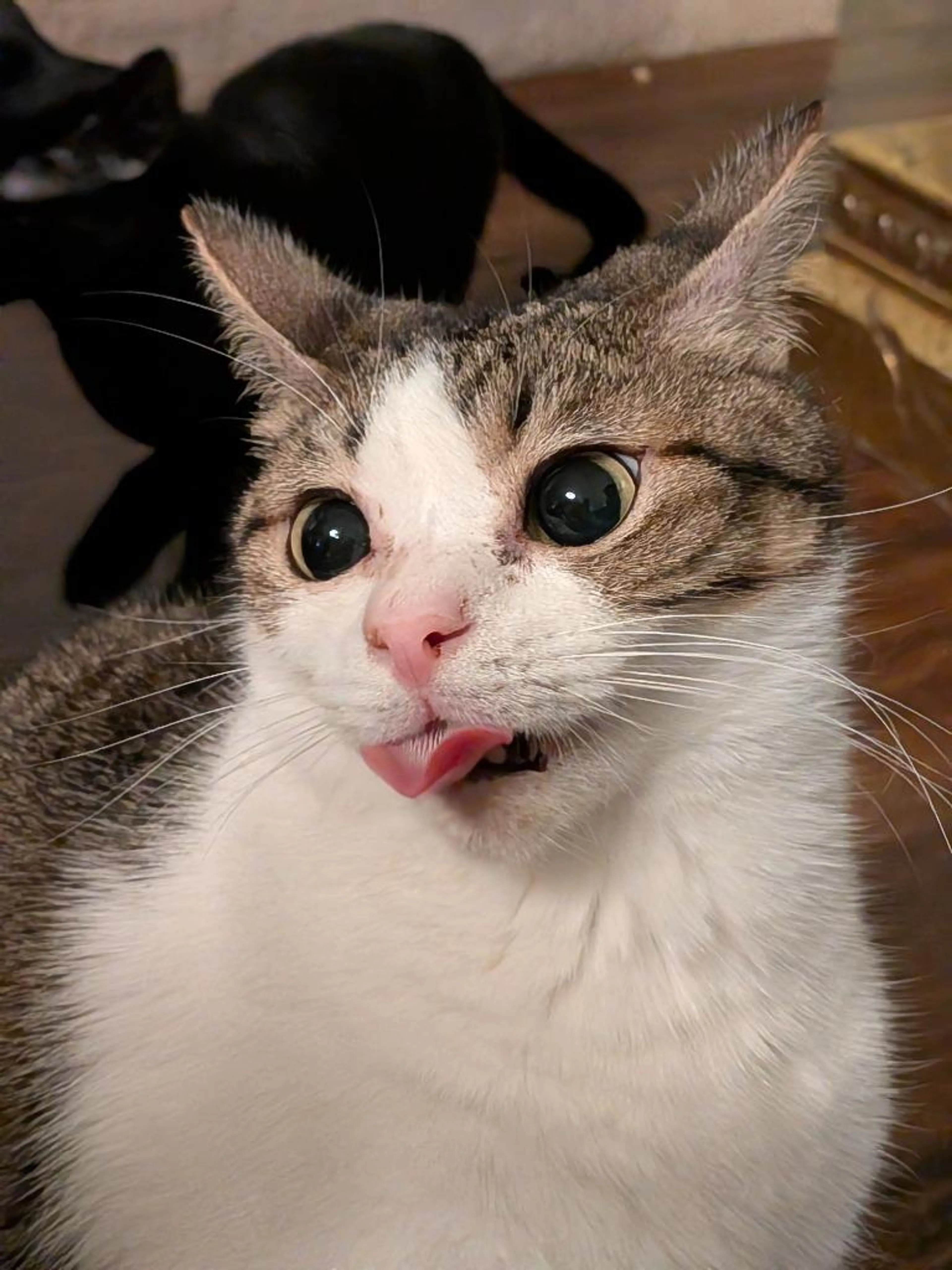 Found pet-2