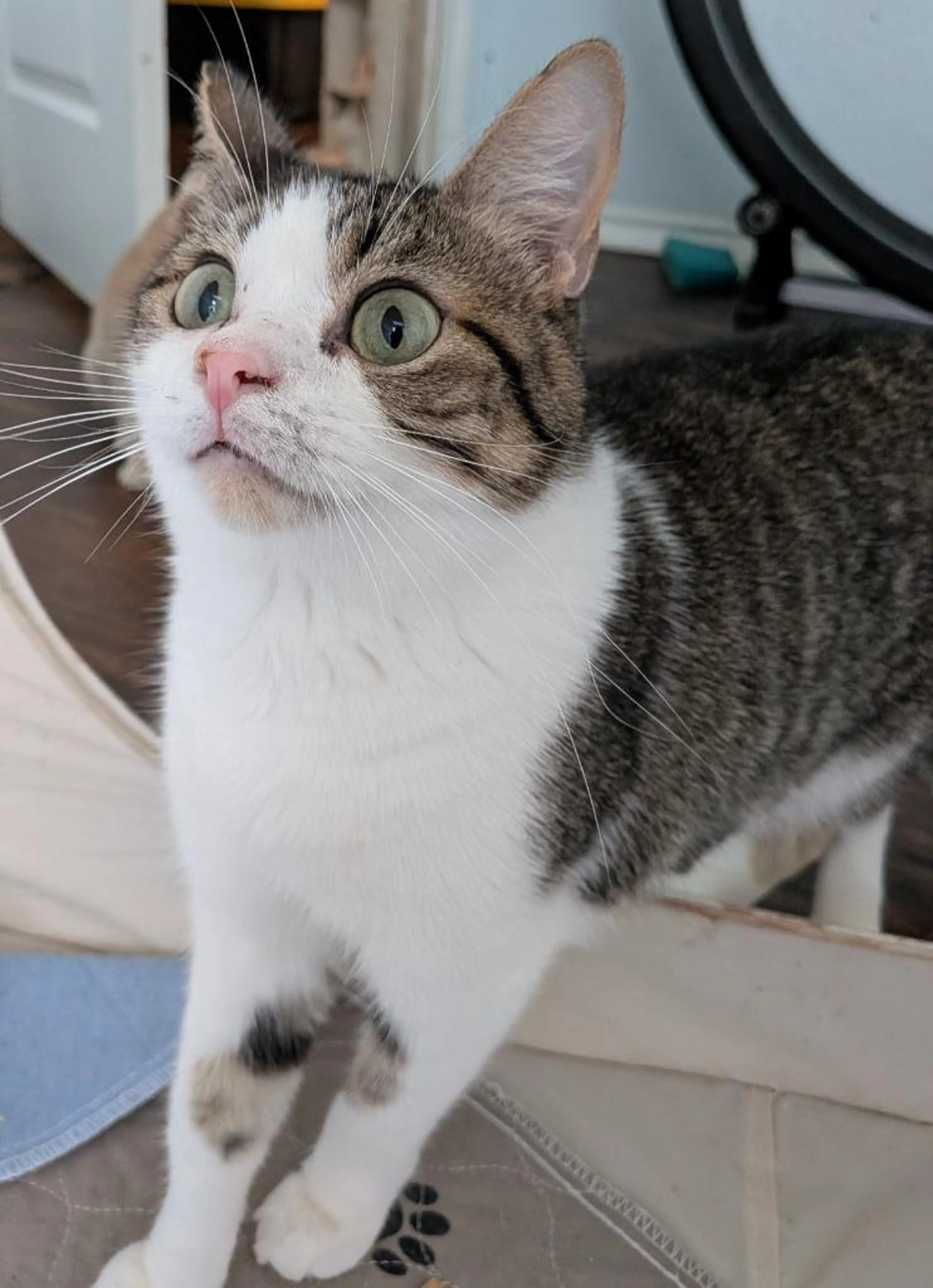 Found pet-0