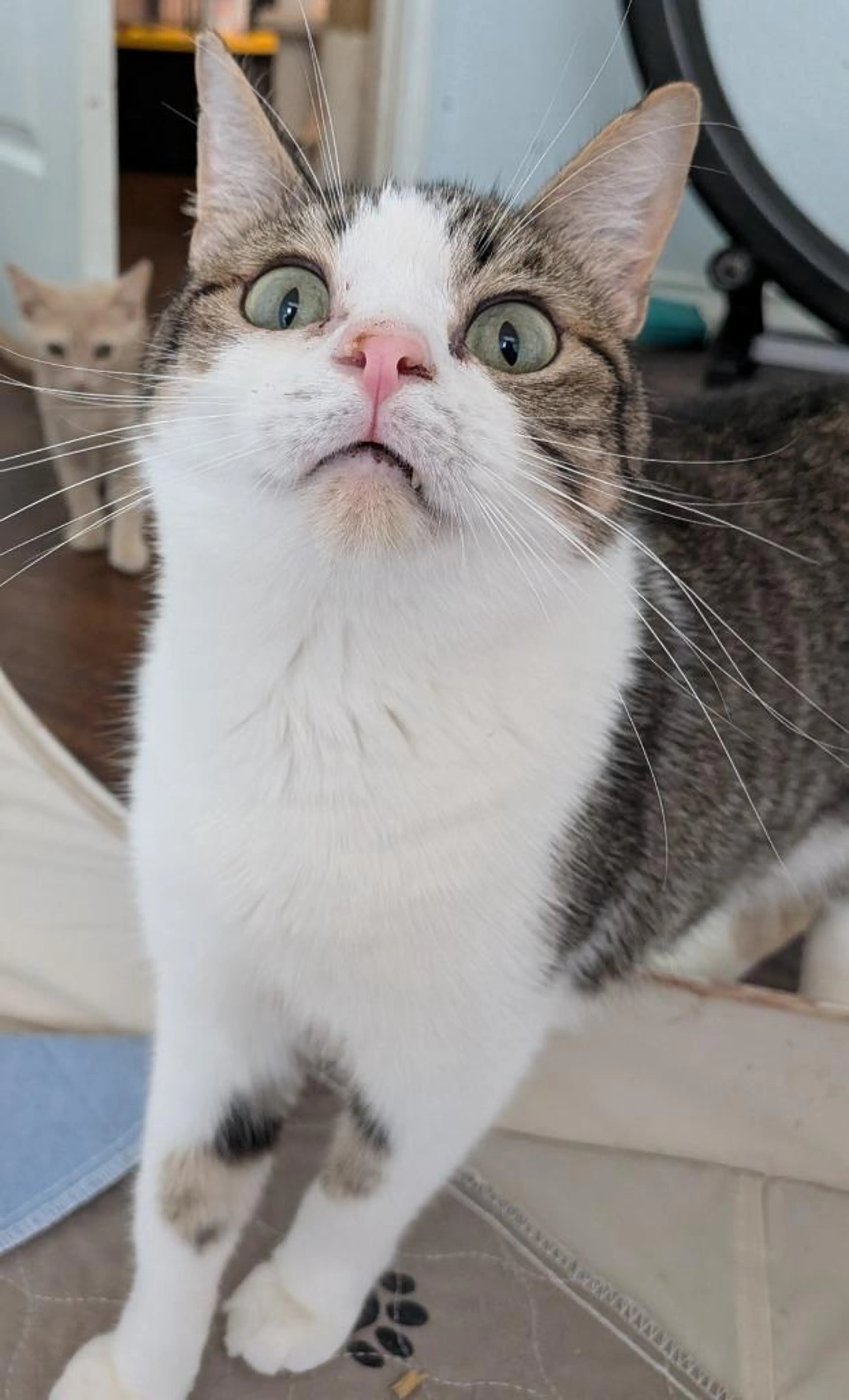 Found pet-3