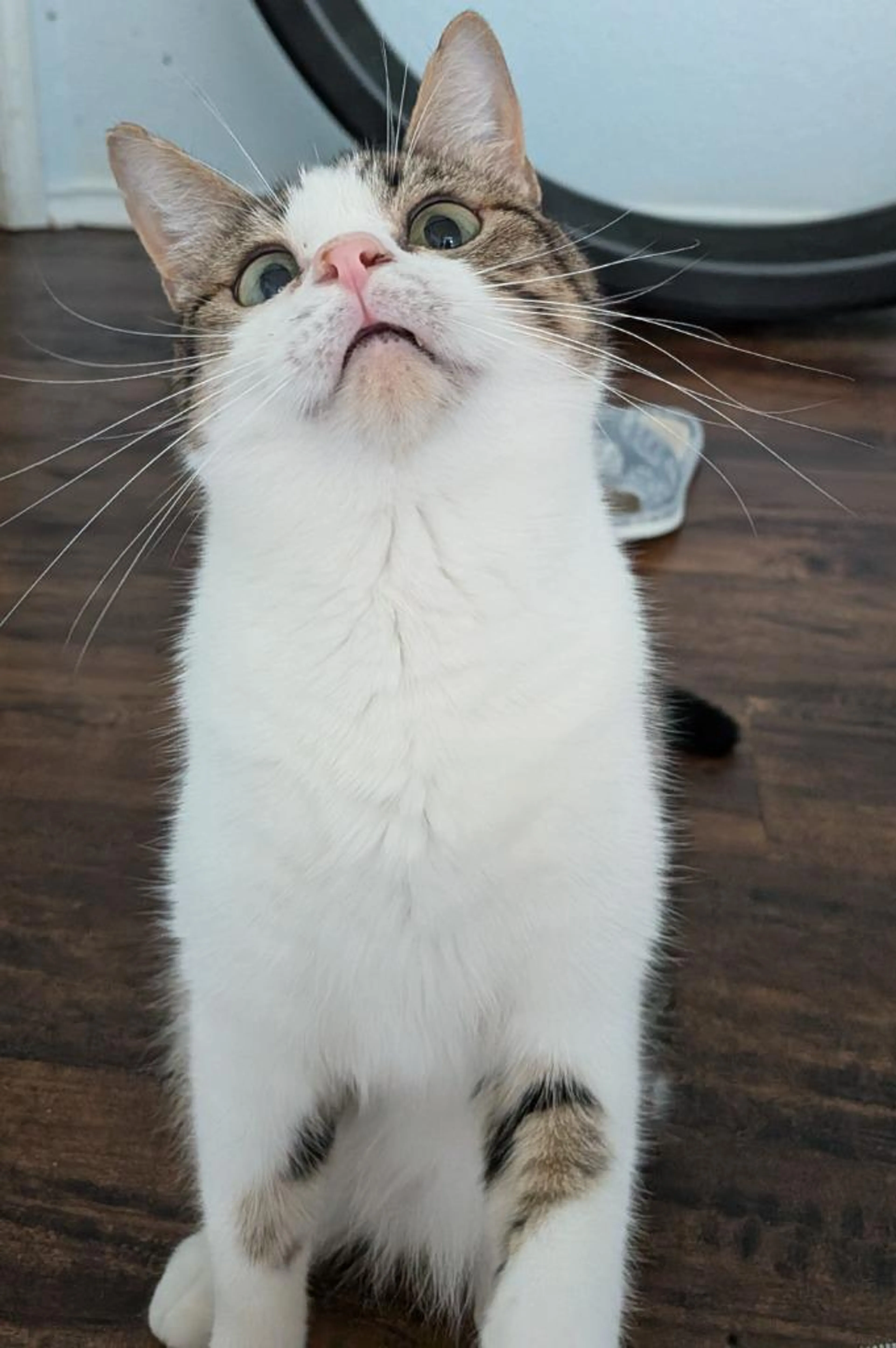 Found pet-4