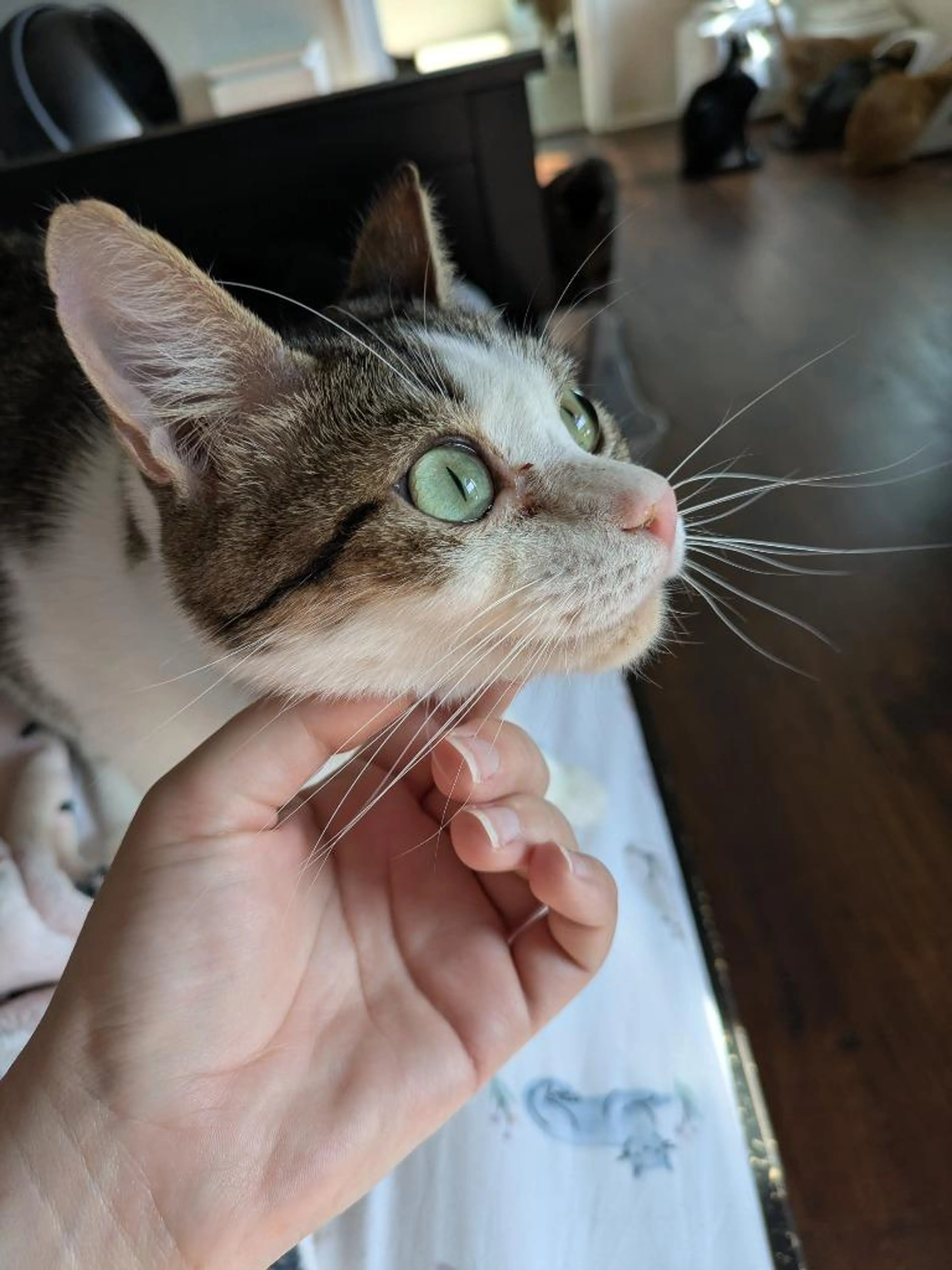 Found pet-5