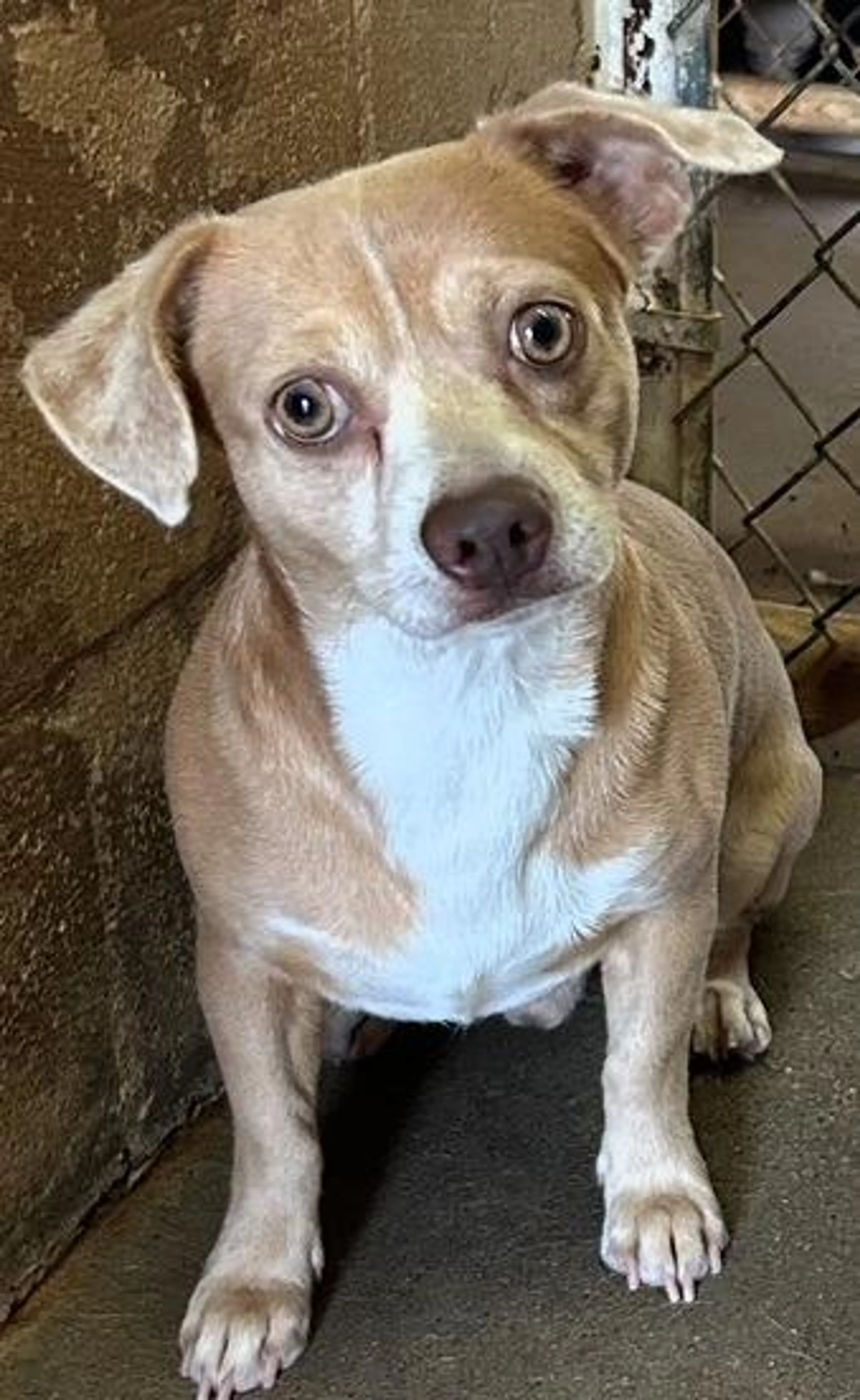 Found pet-2