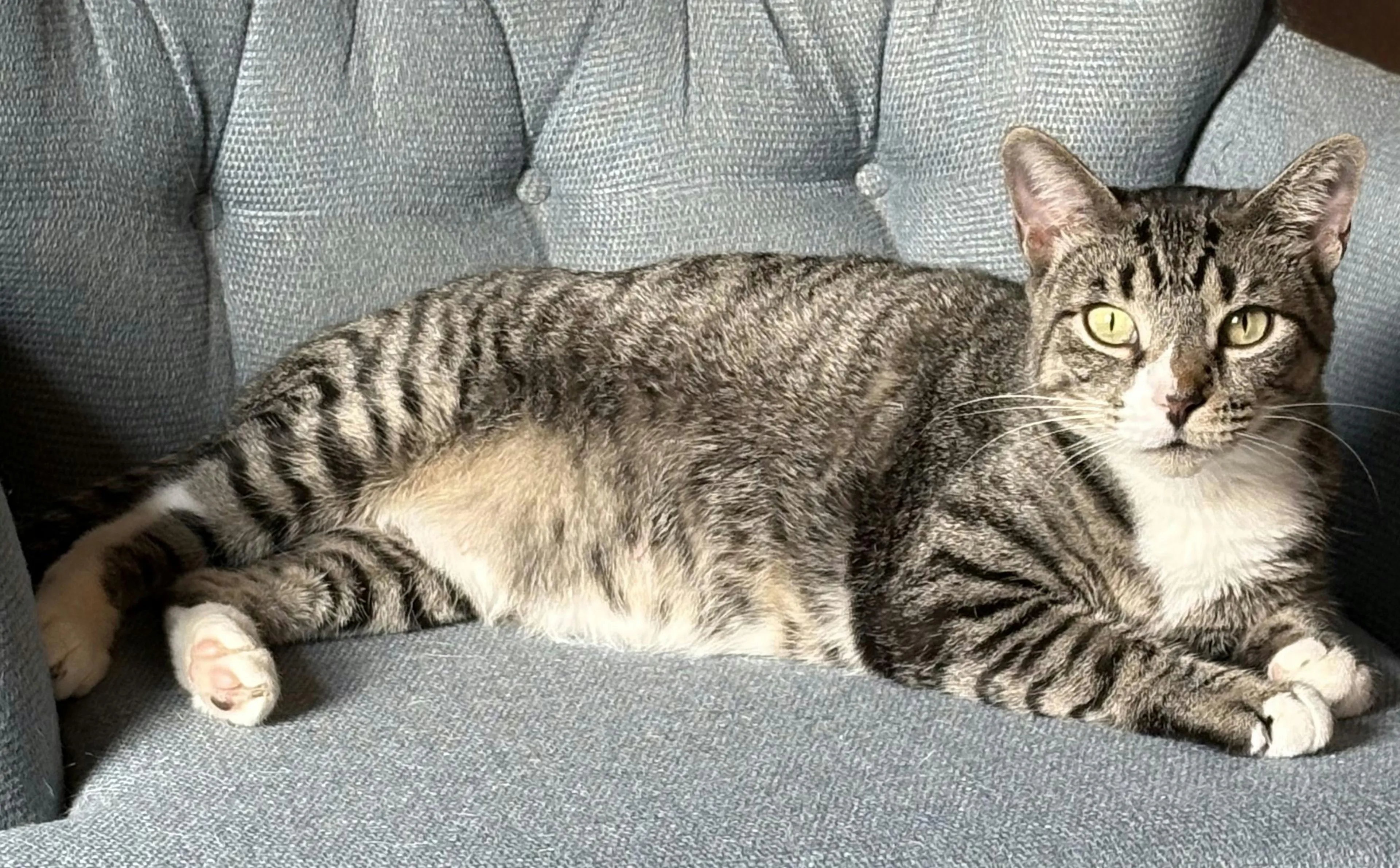 Found pet-4