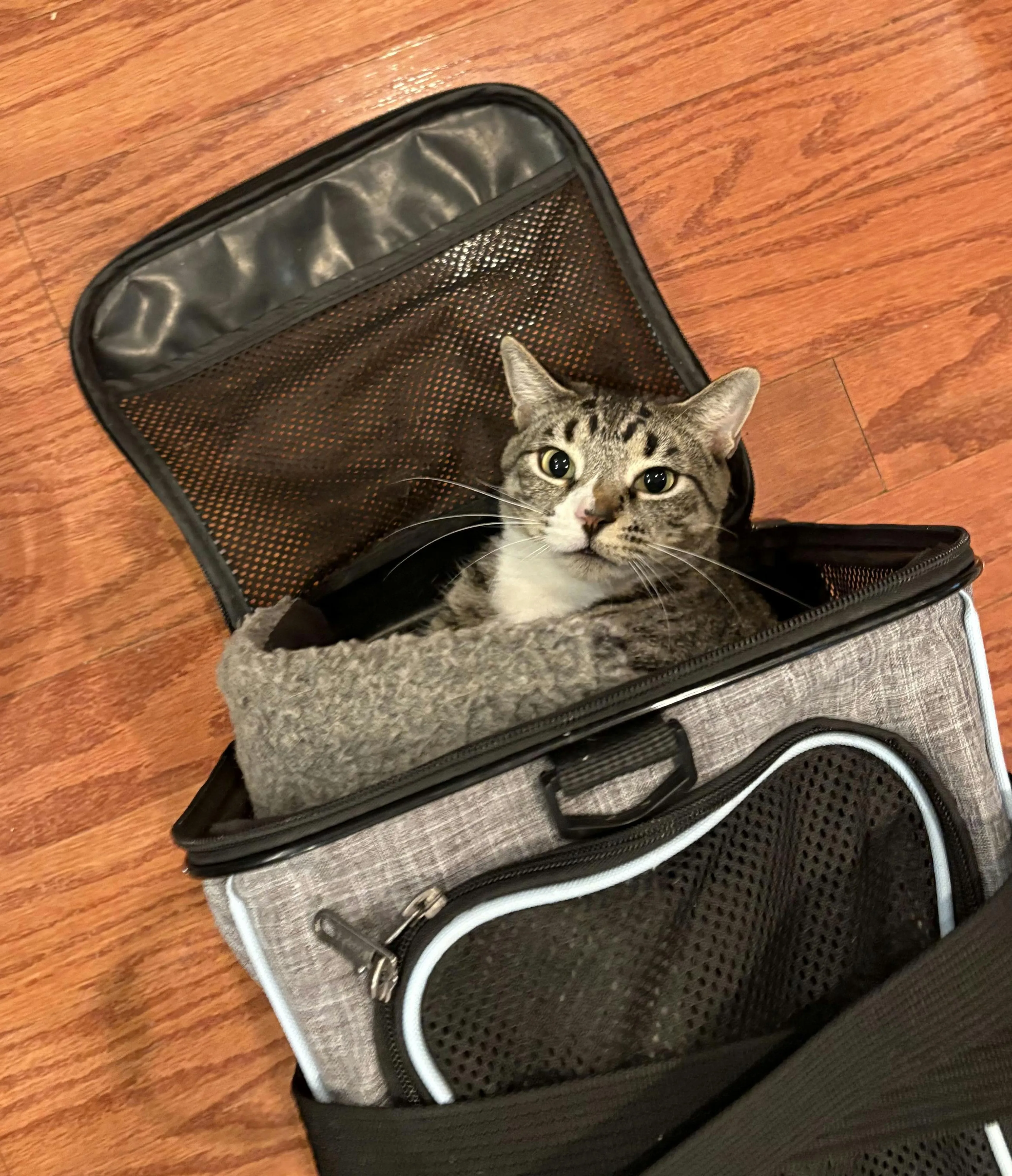 Found pet-3