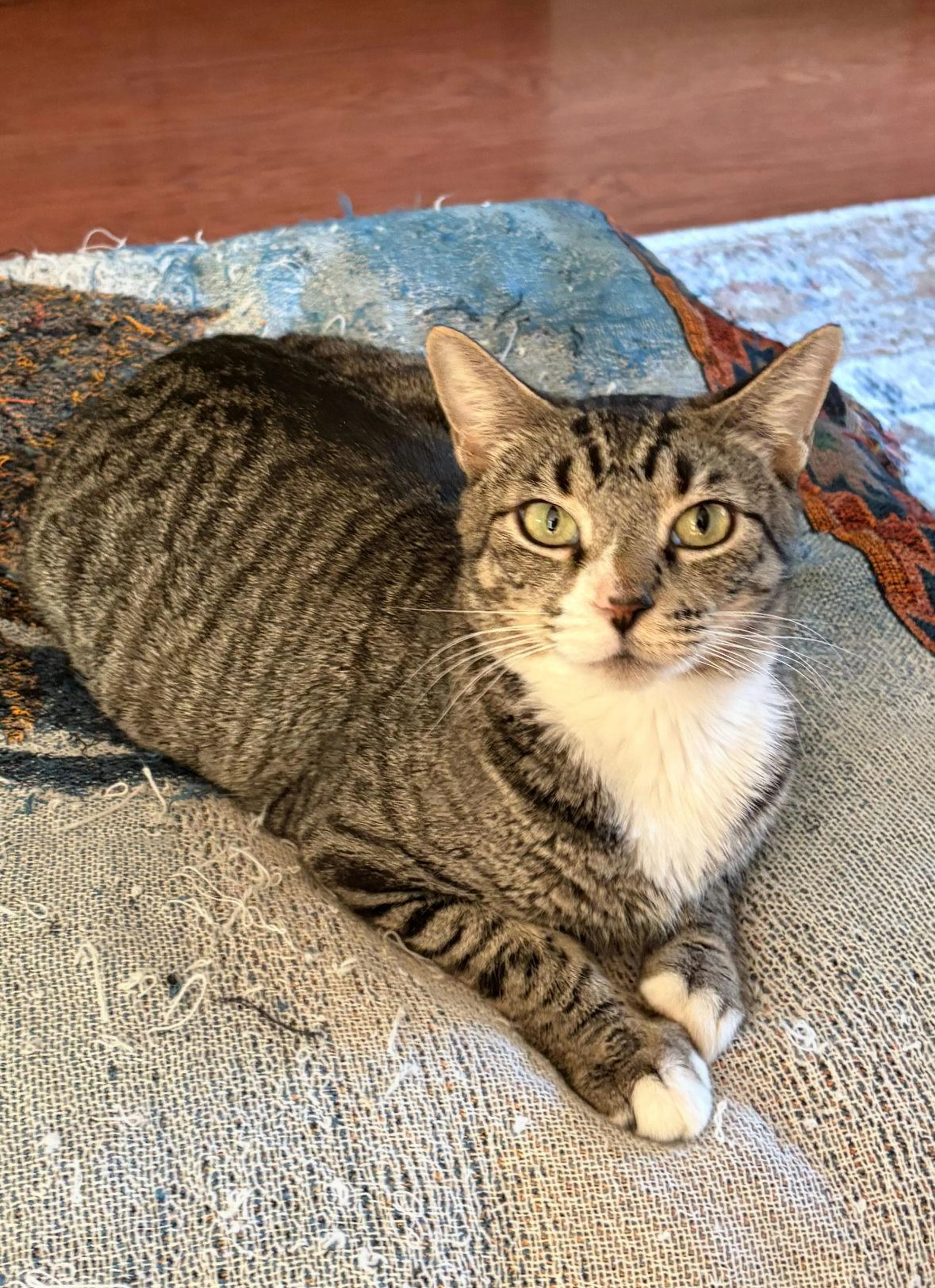 Found pet-2