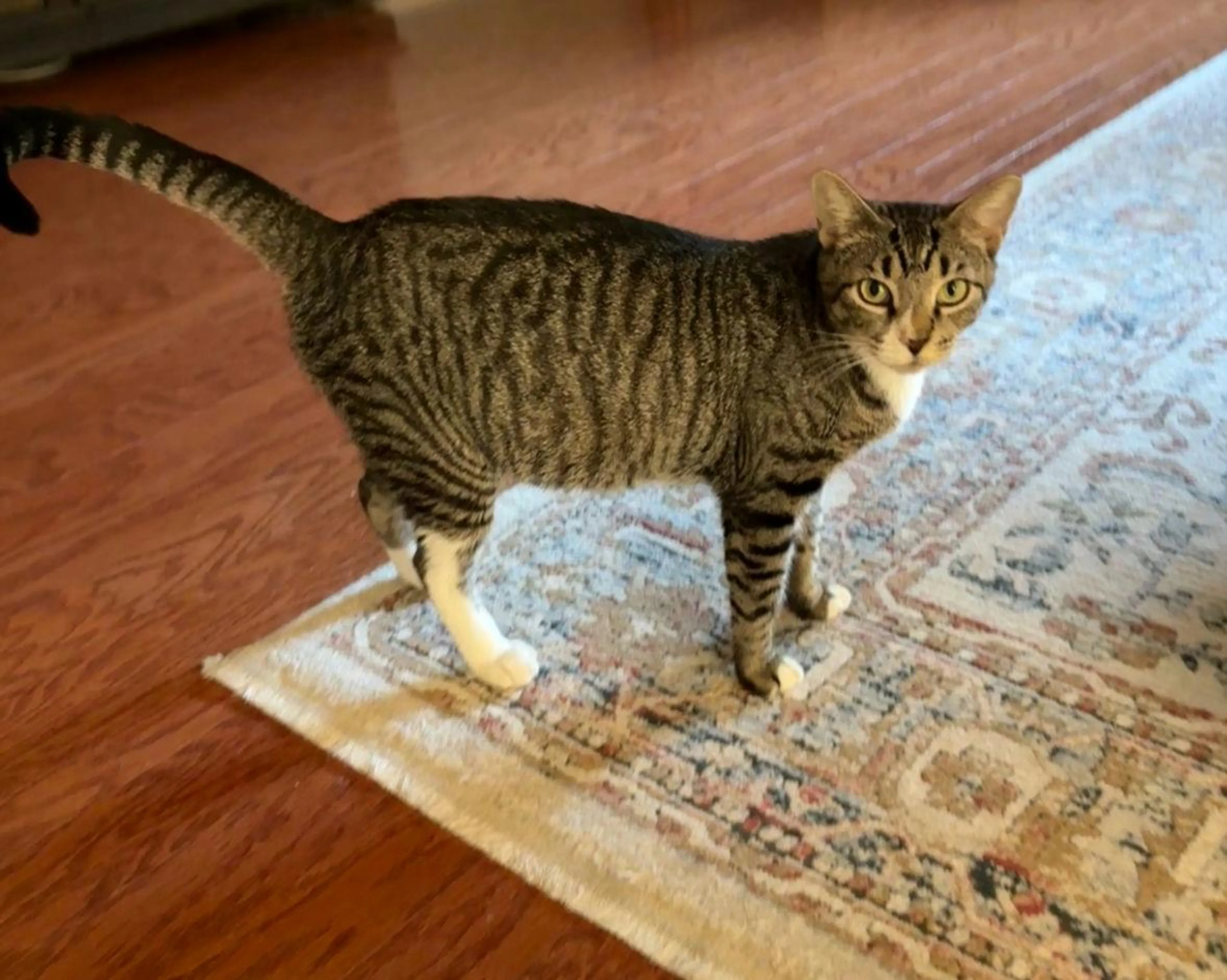 Found pet-1