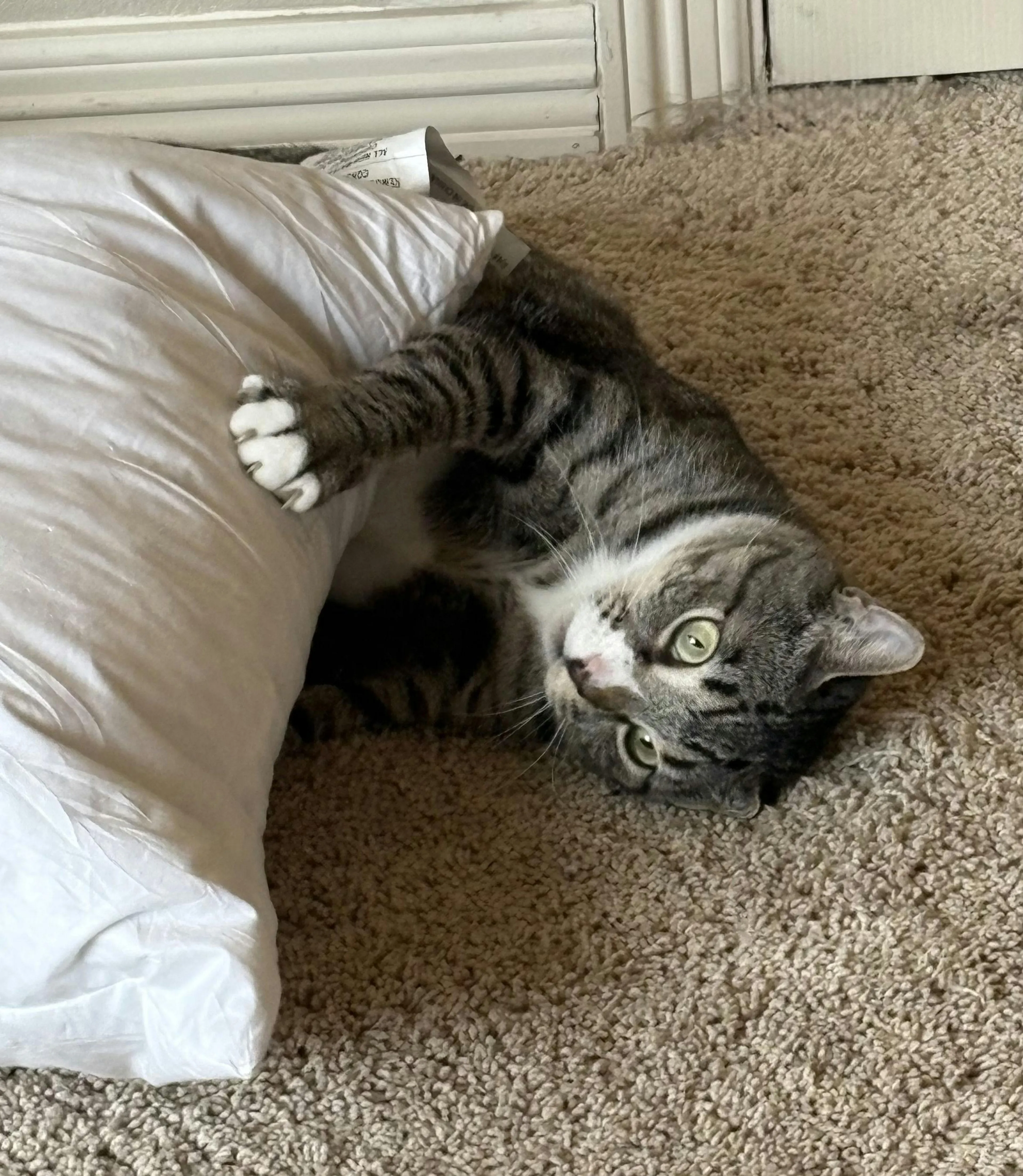 Found pet-0