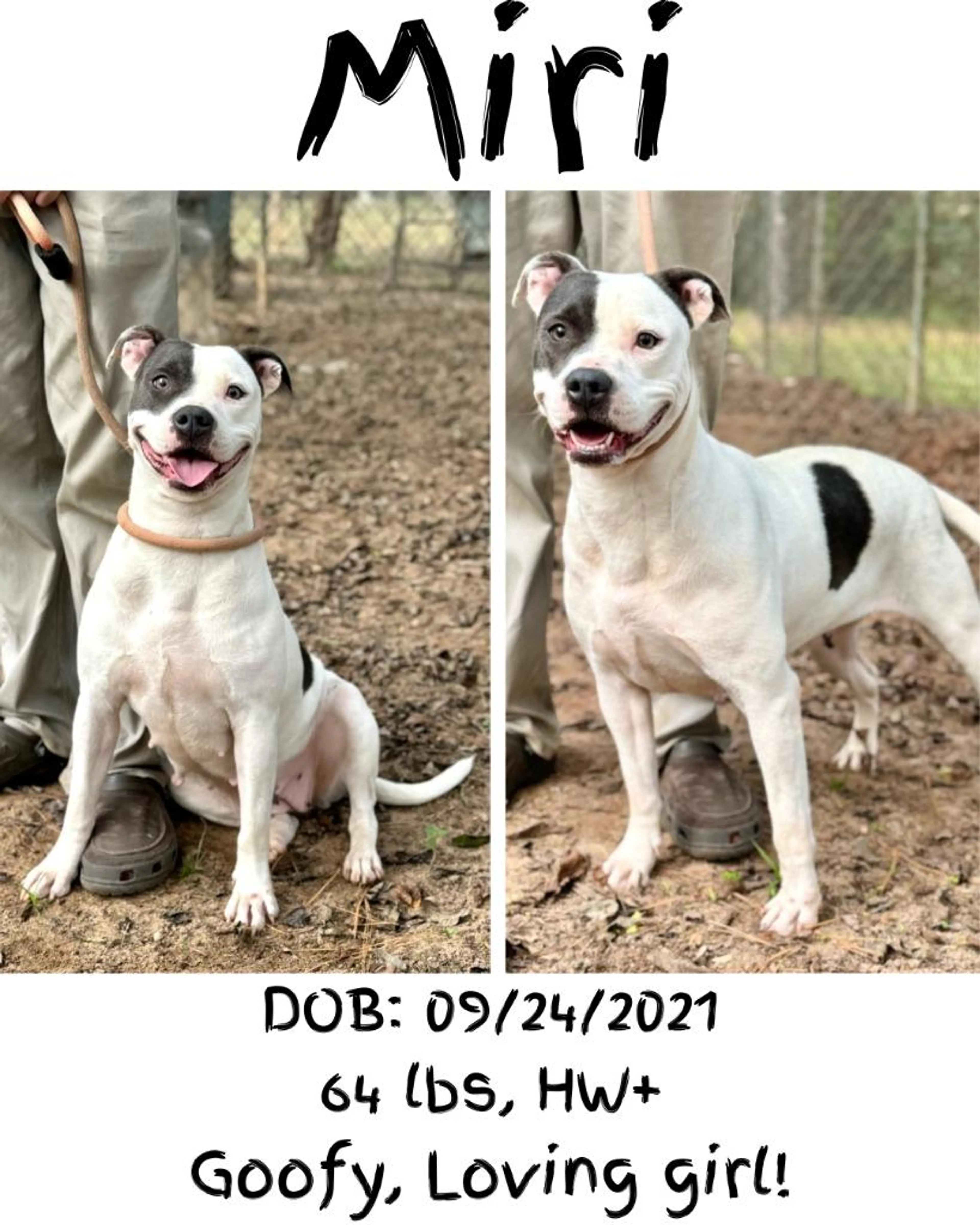 Found pet-1
