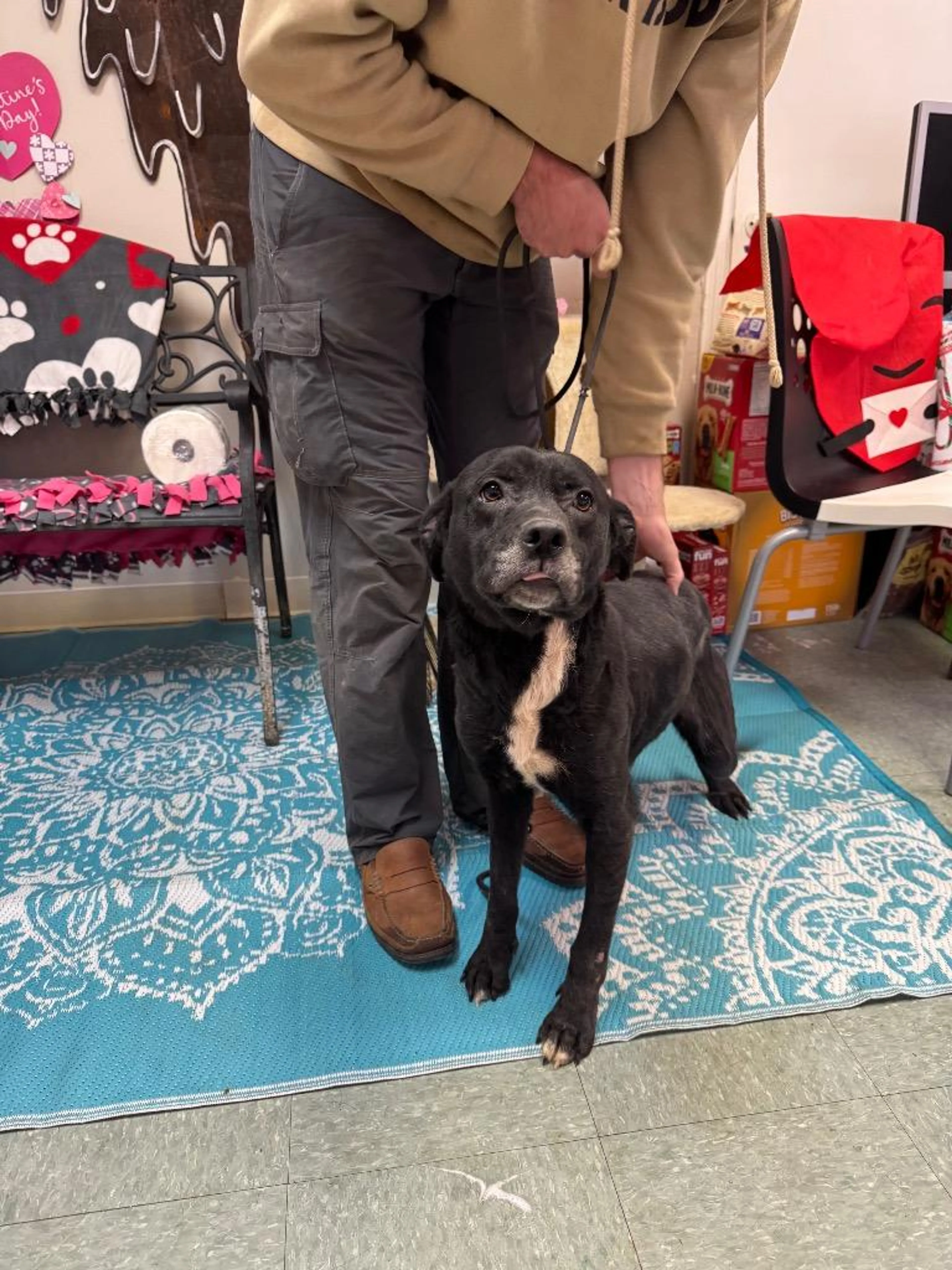 Found pet-1
