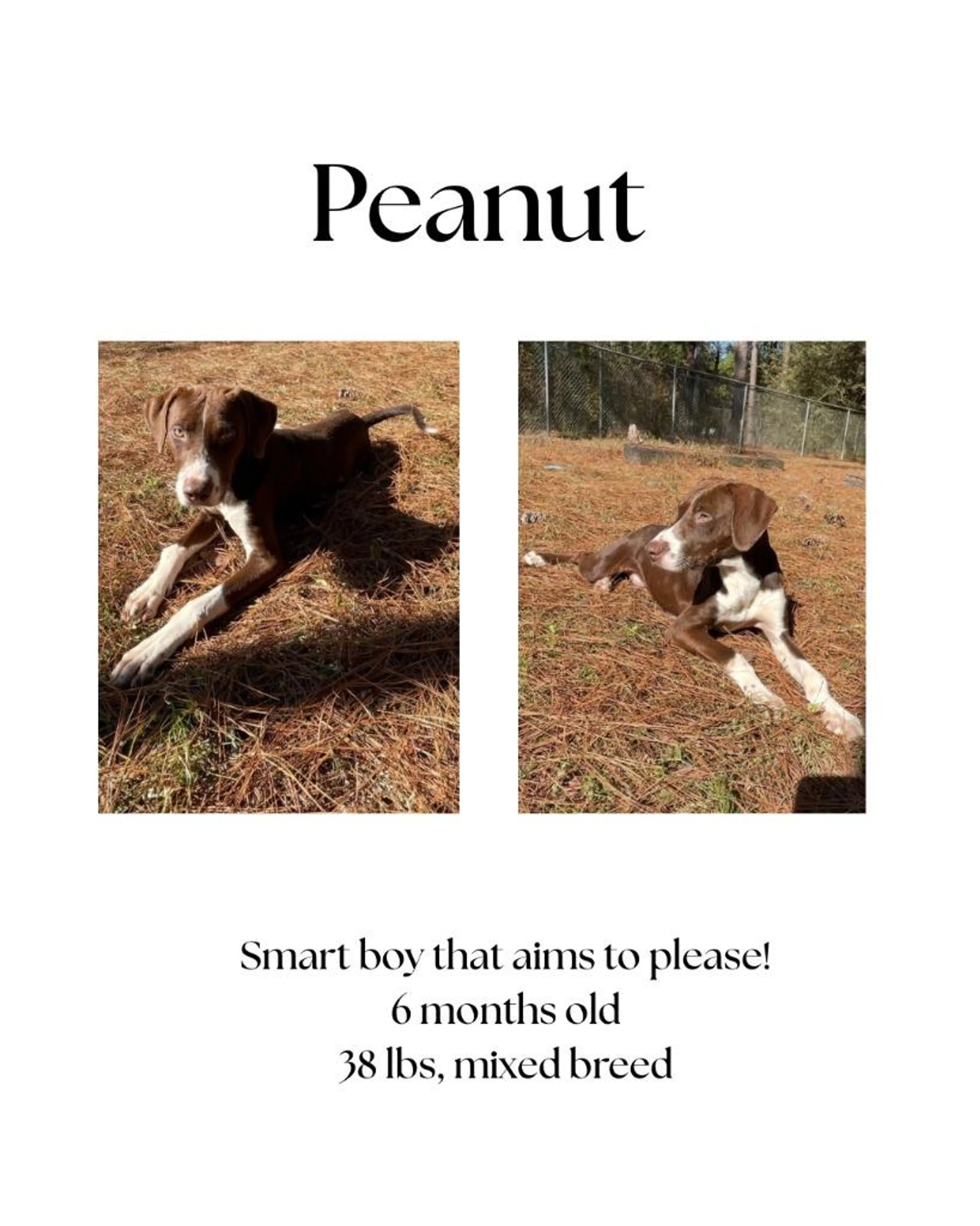 Found pet-4