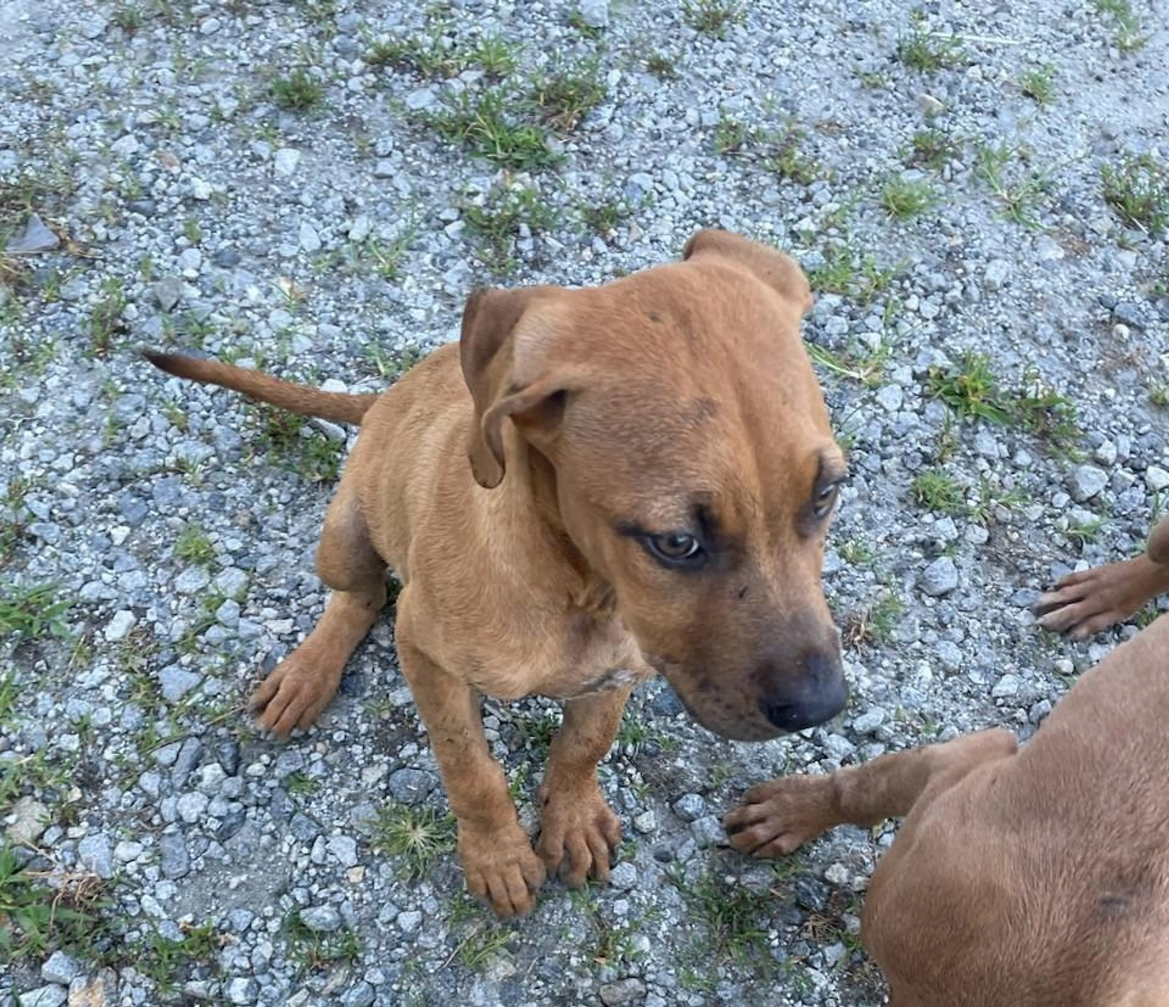 Found pet-2