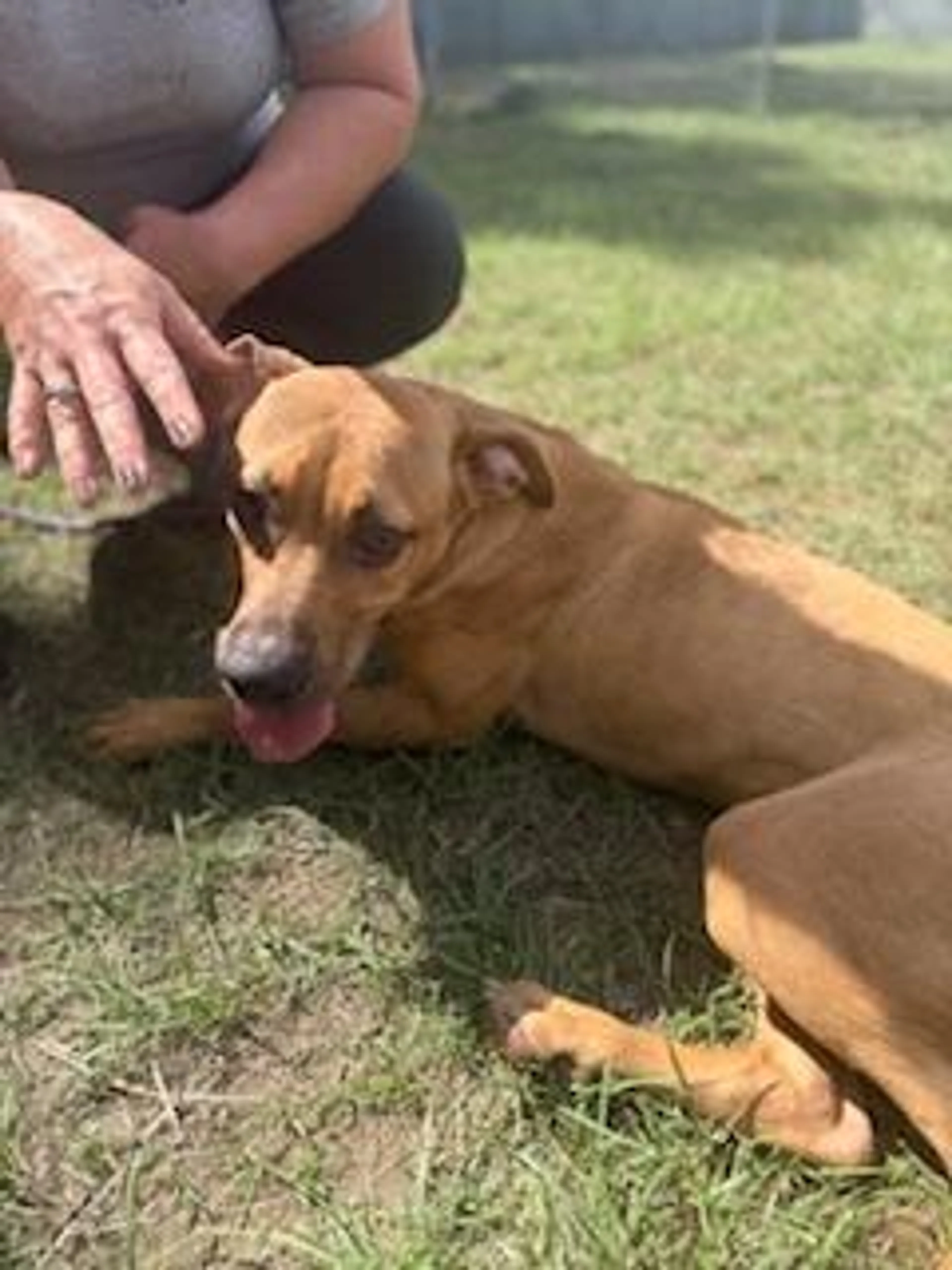Found pet-1