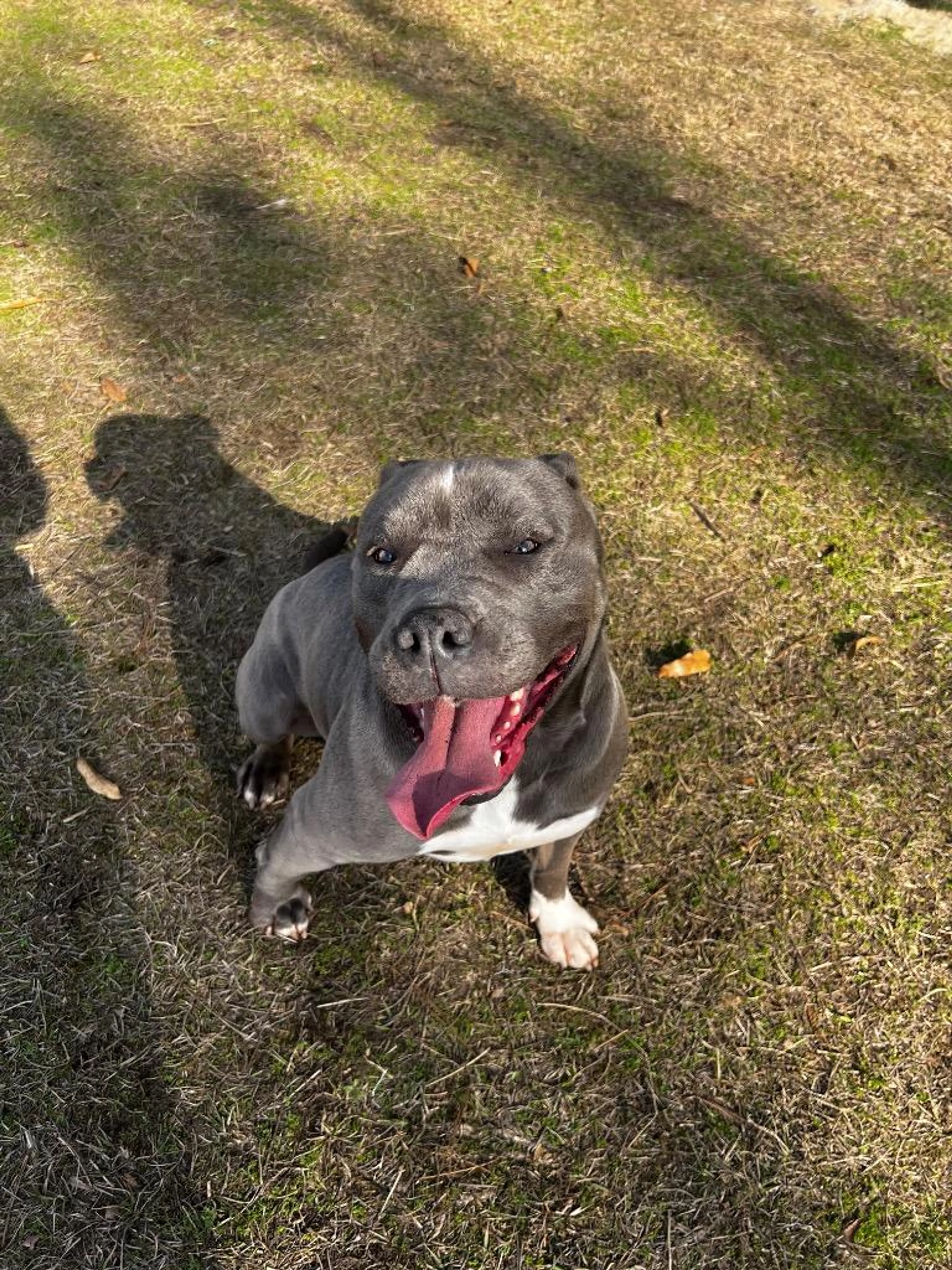 Found pet-3