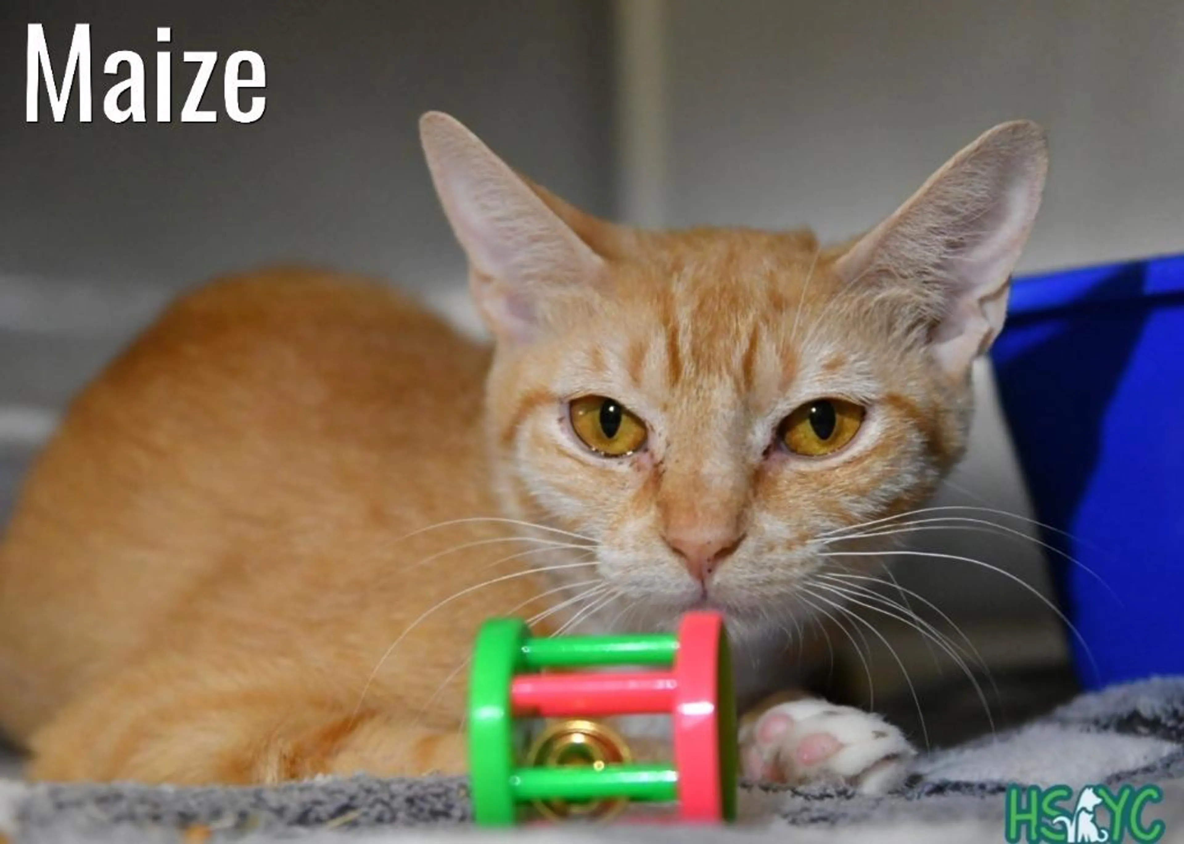Found pet-2