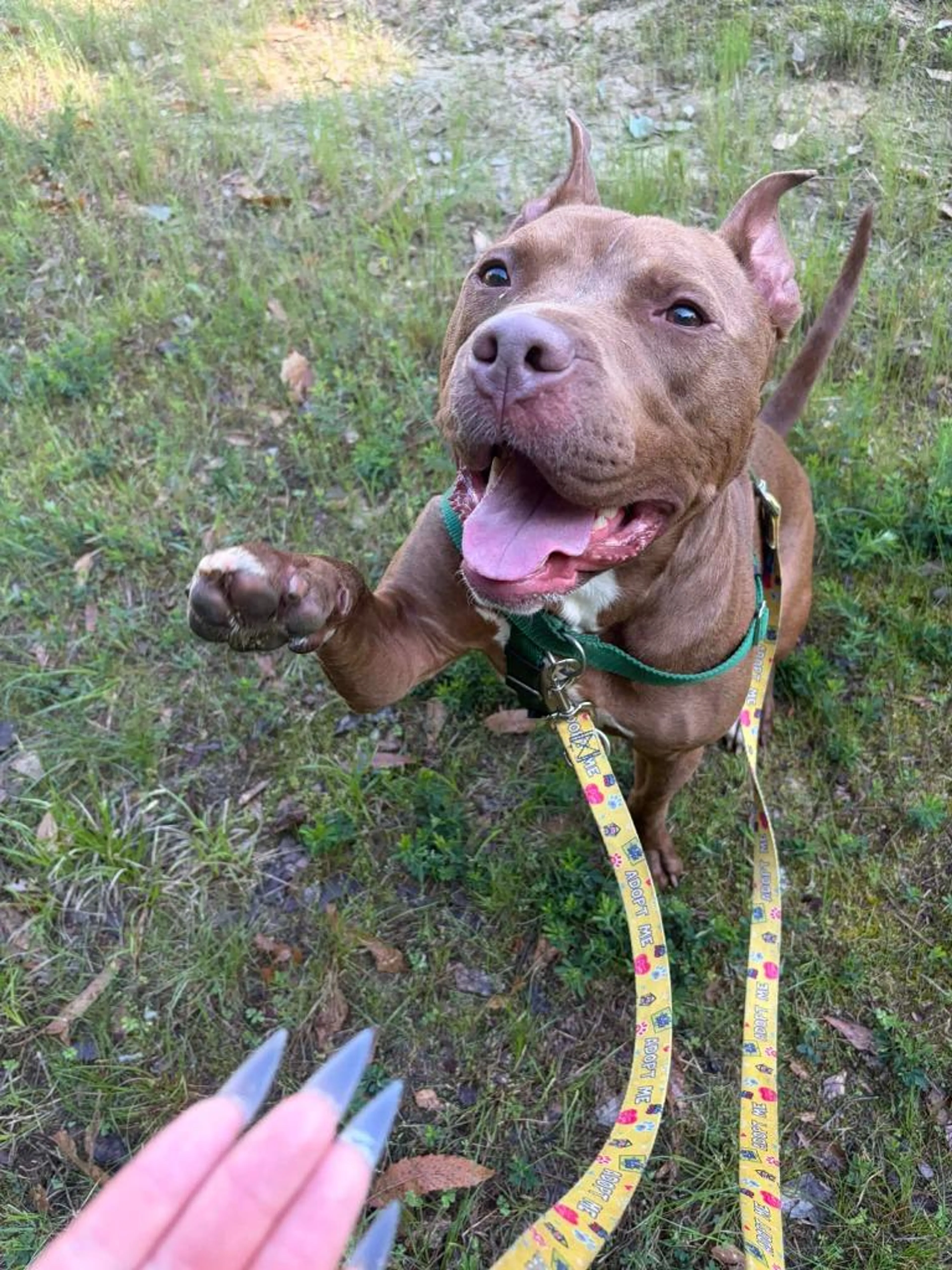 Found pet-3