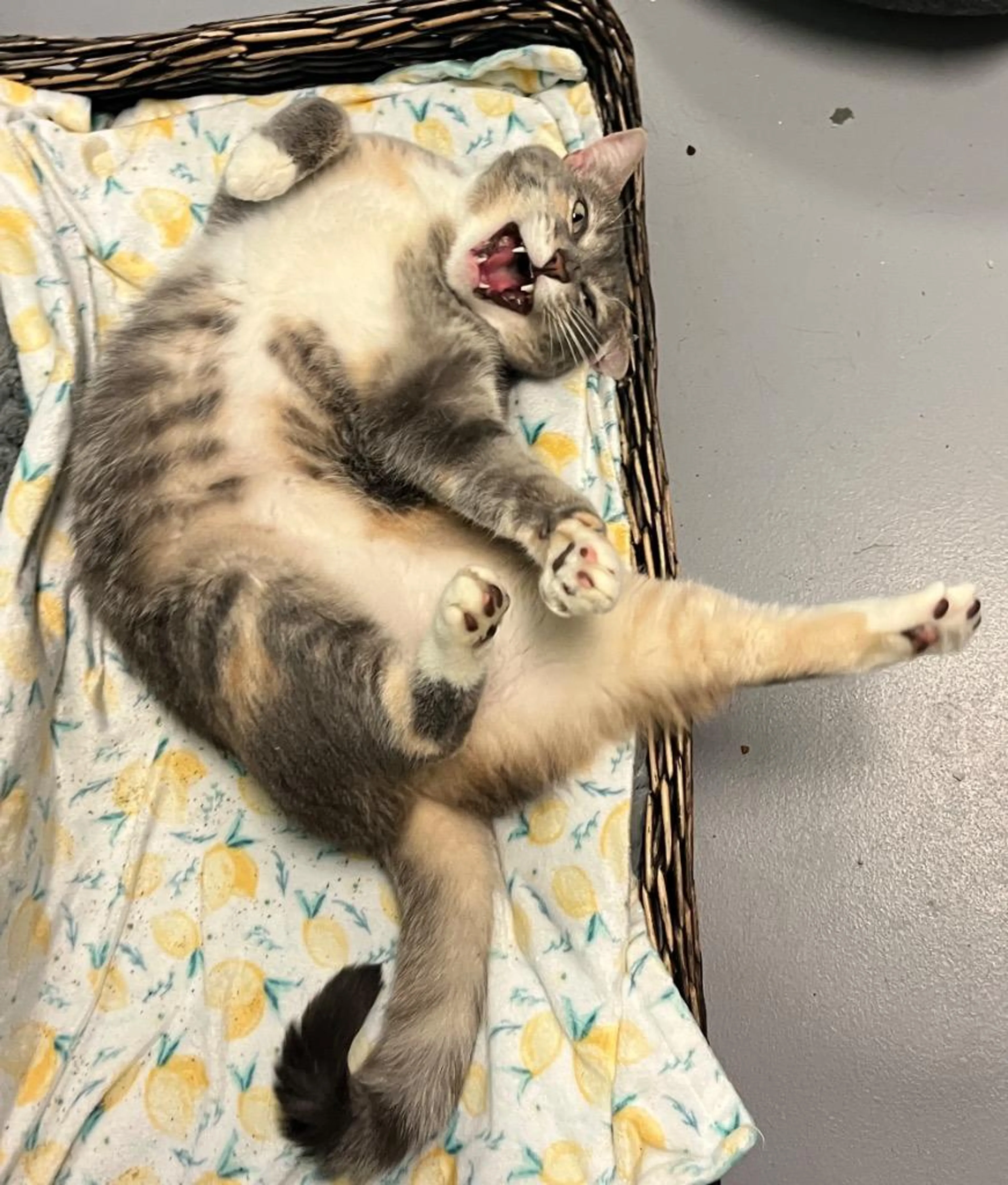 Found pet-0