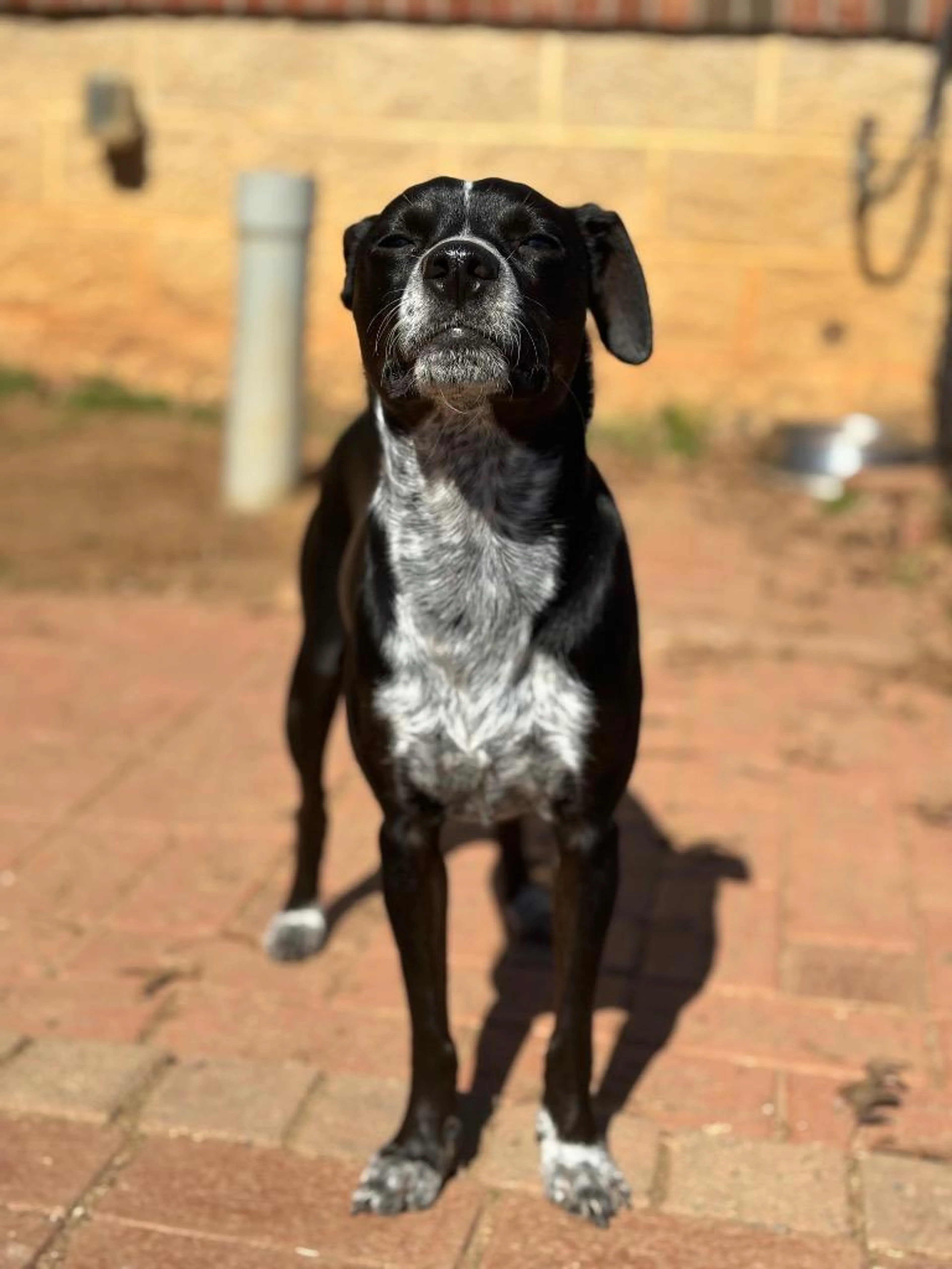 Found pet-5