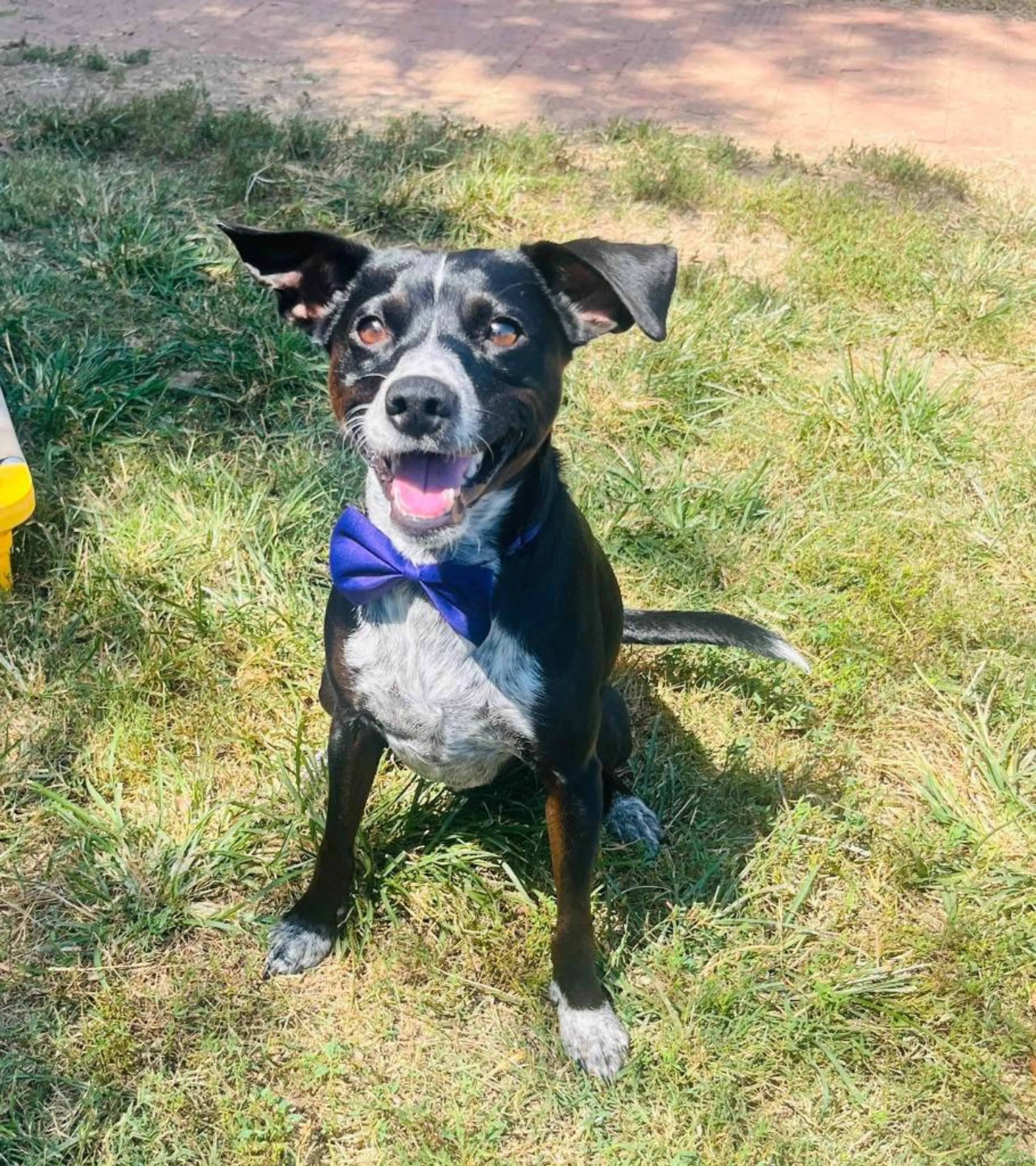Found pet-1