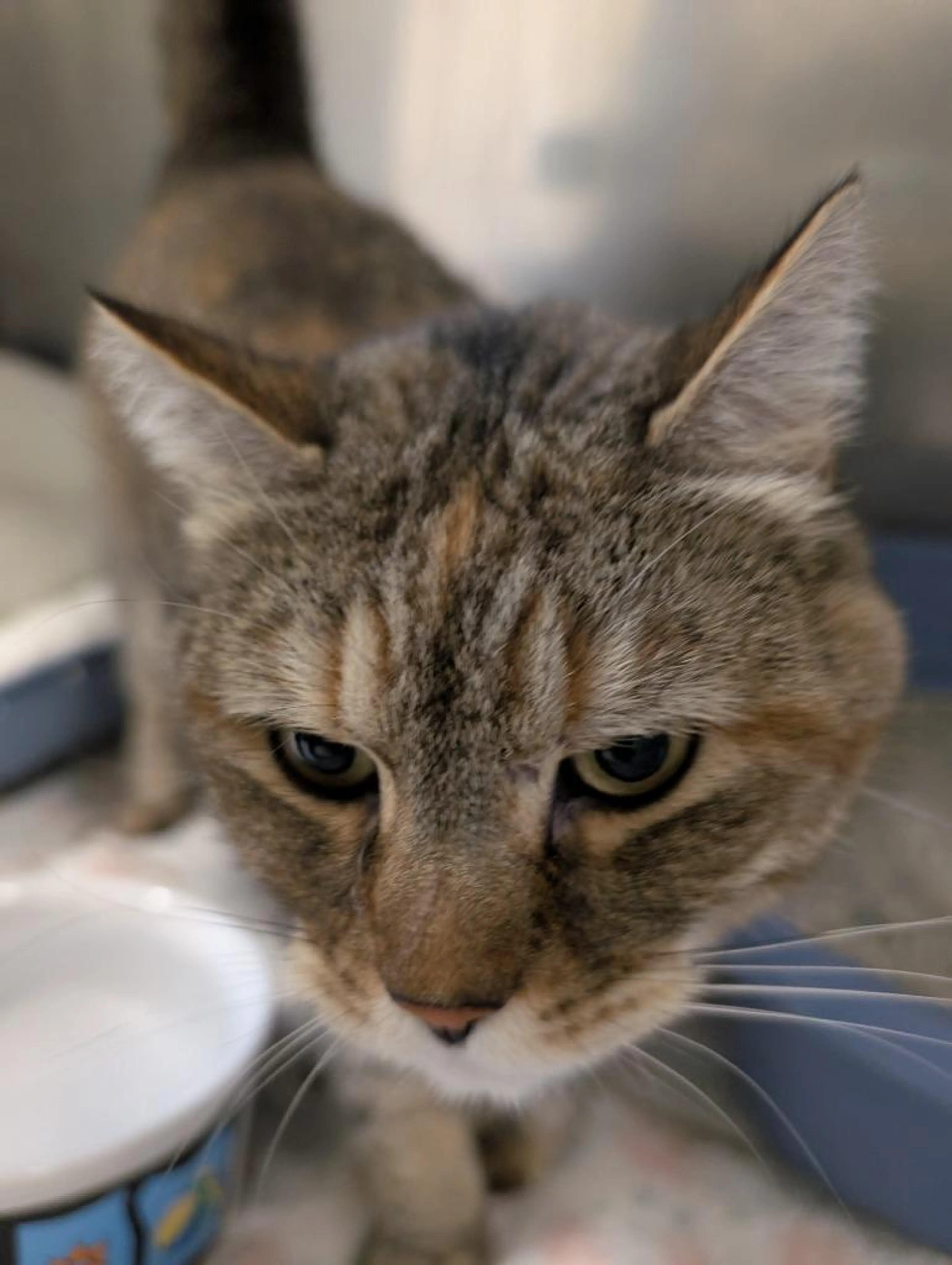 Found pet-4