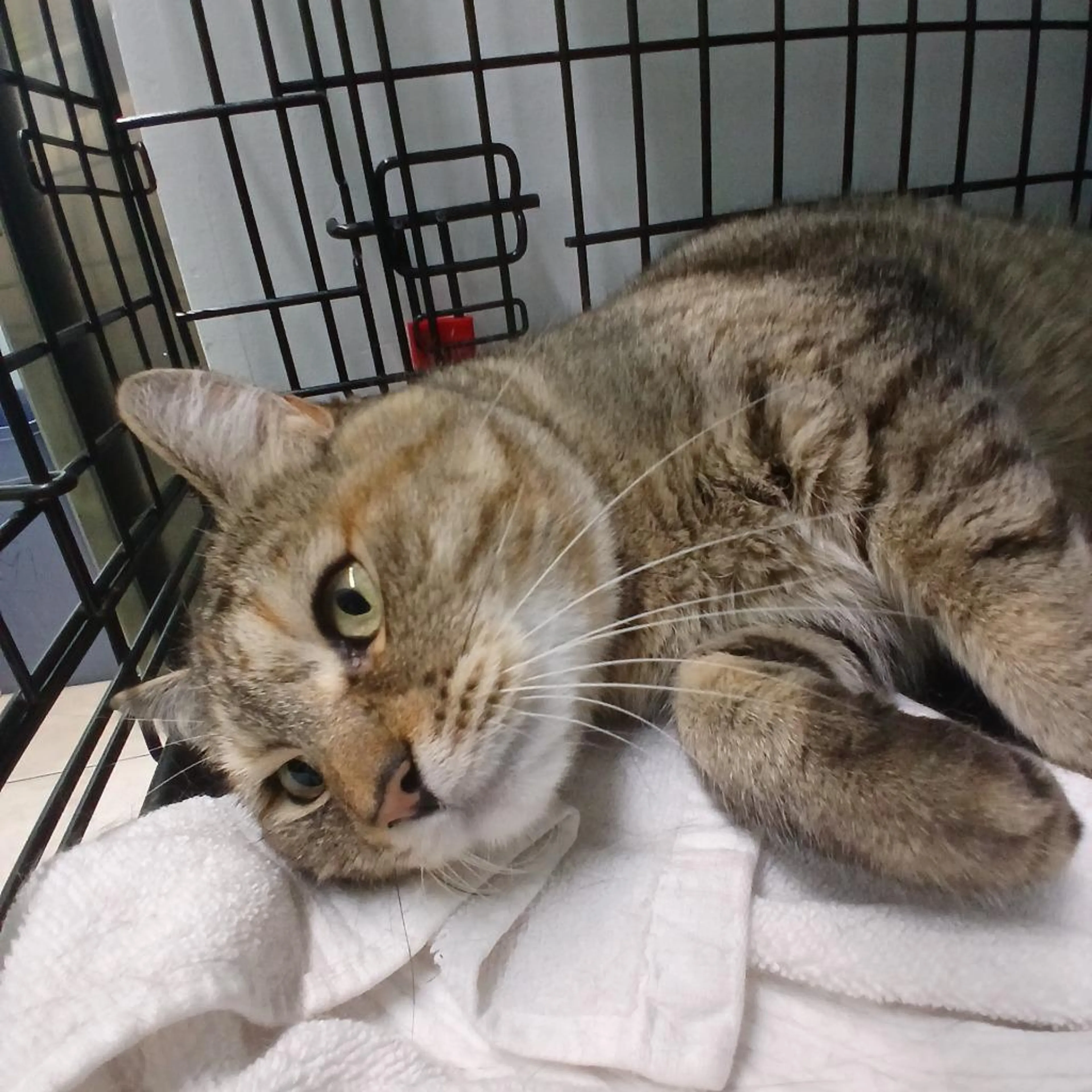 Found pet-1