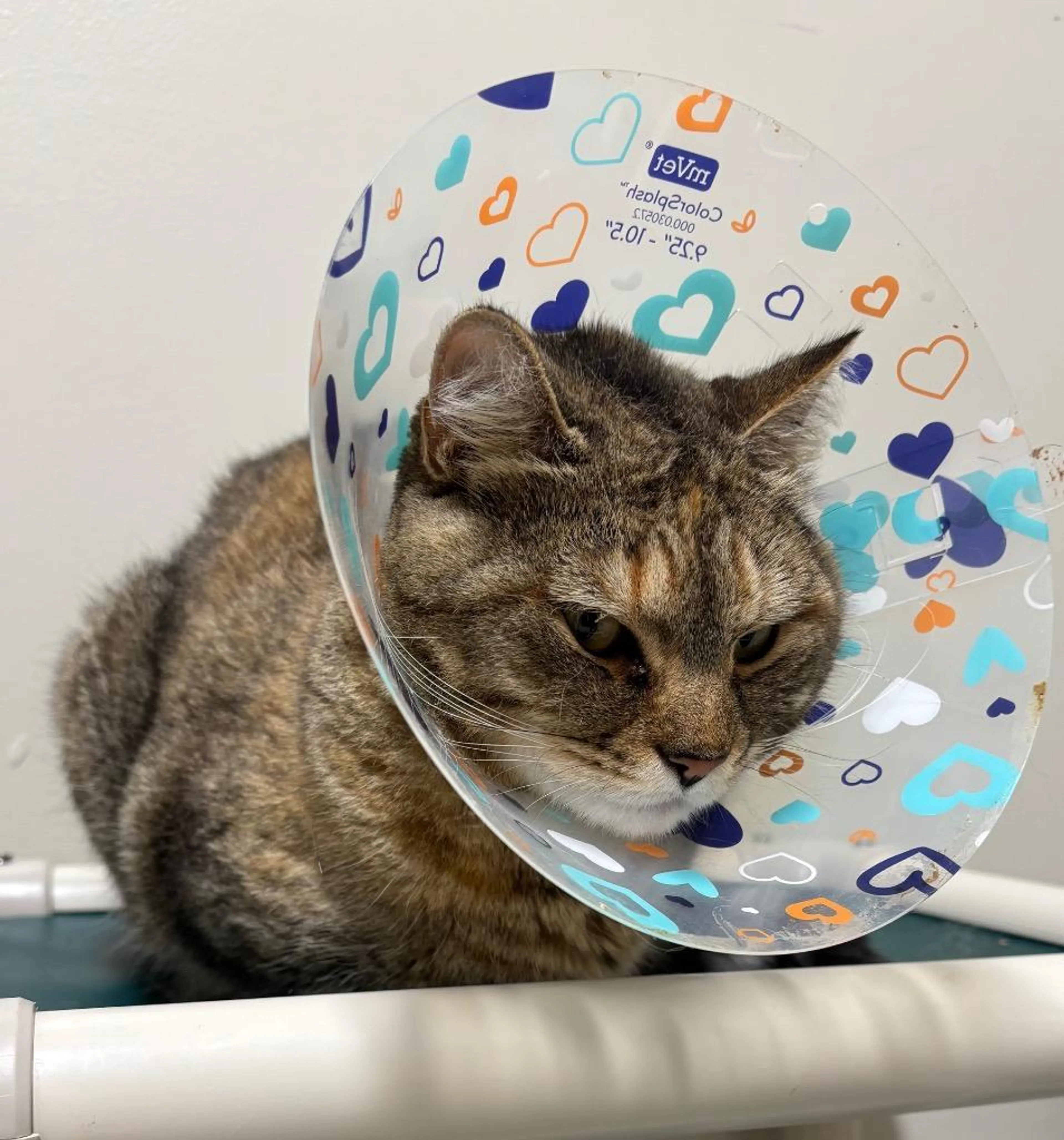 Found pet-3