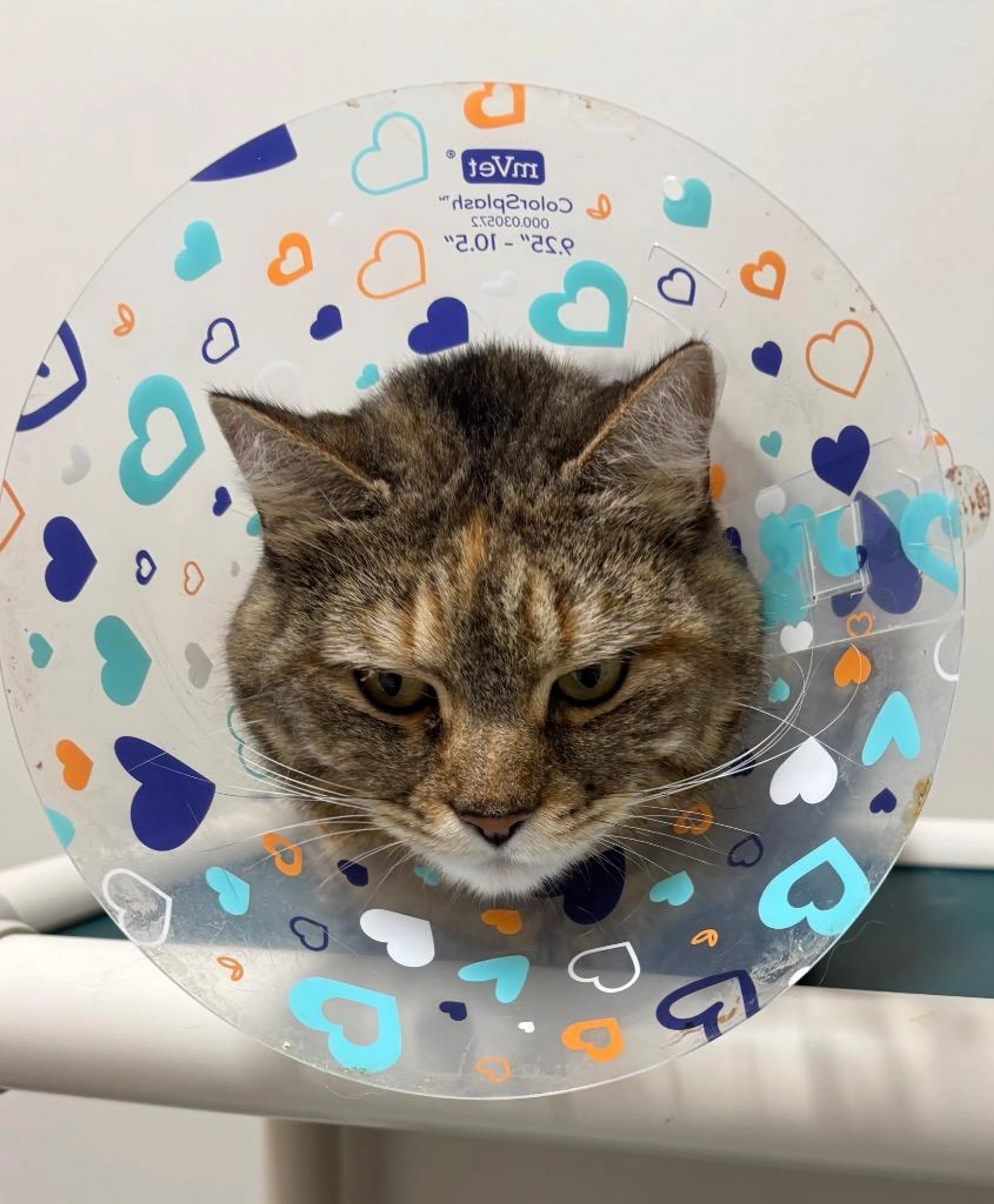 Found pet-2