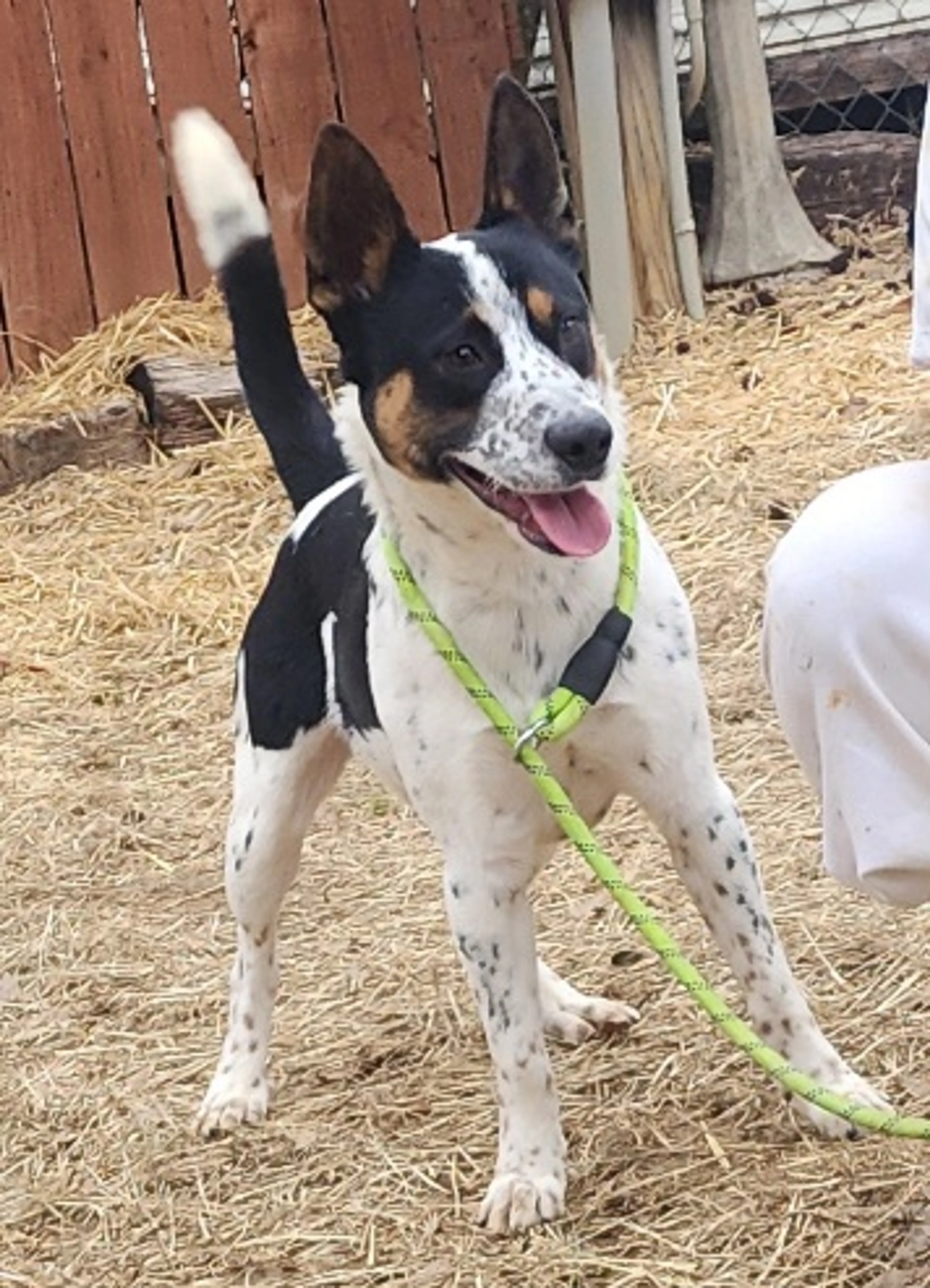 Found pet