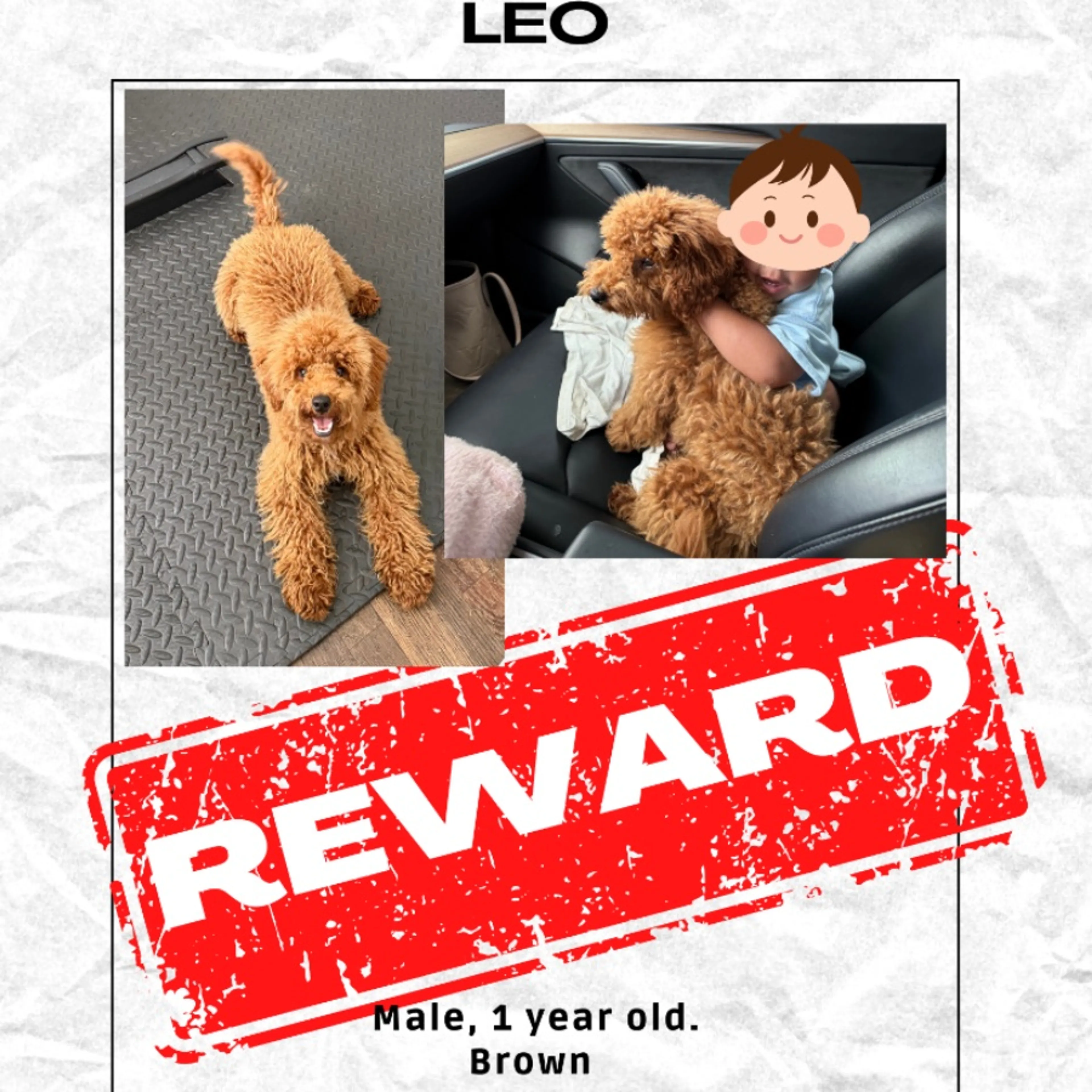 Lost pet