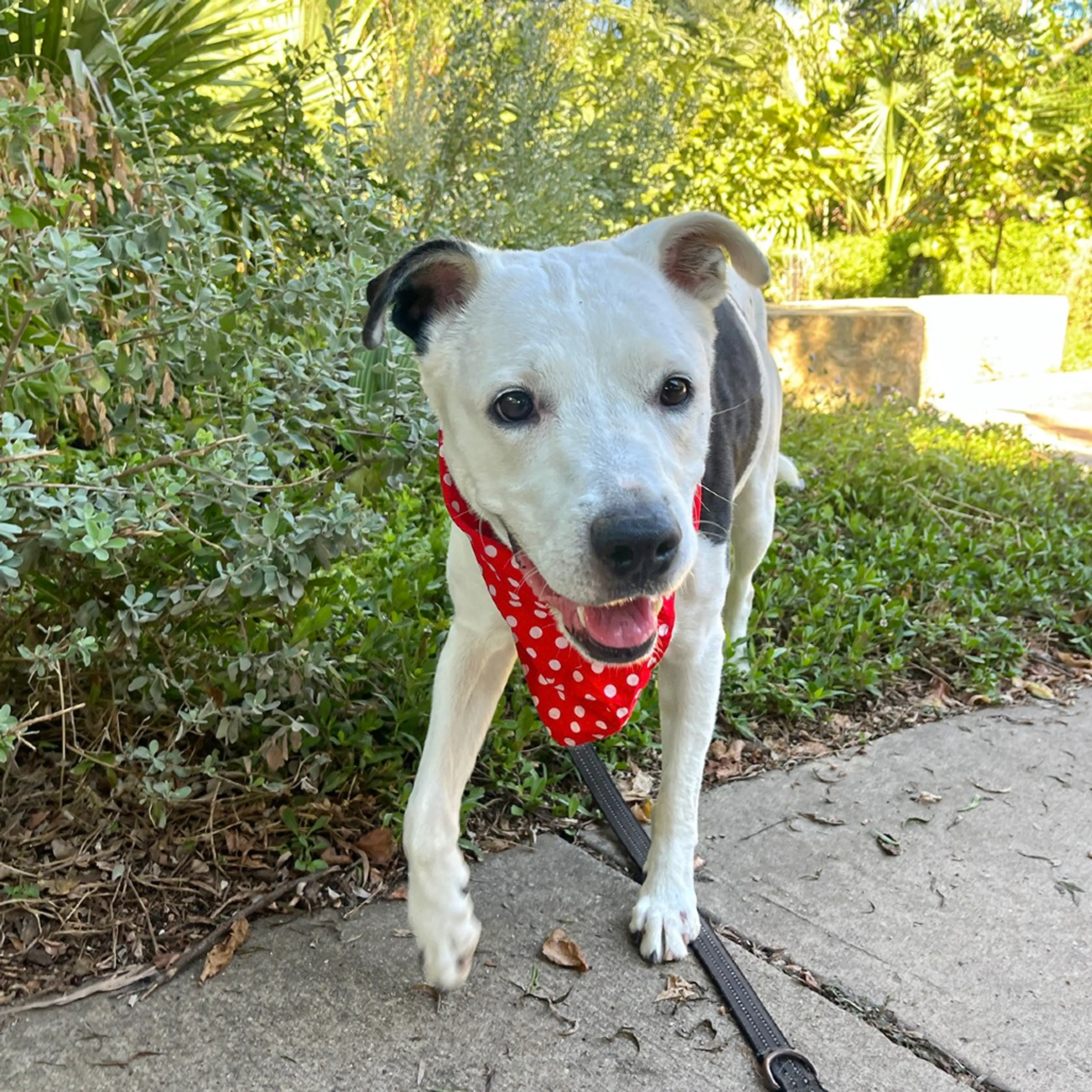 Found pet-9