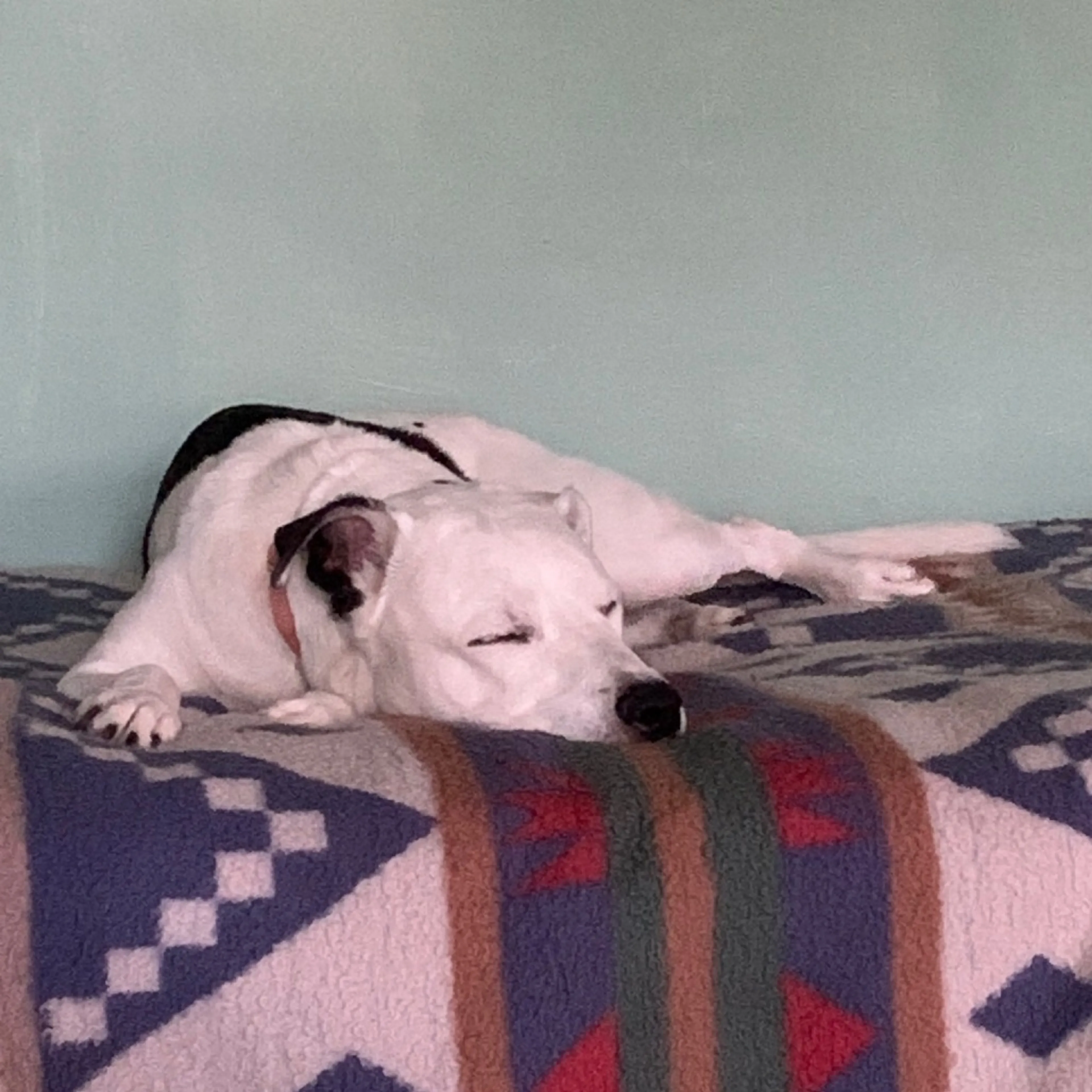 Found pet-7