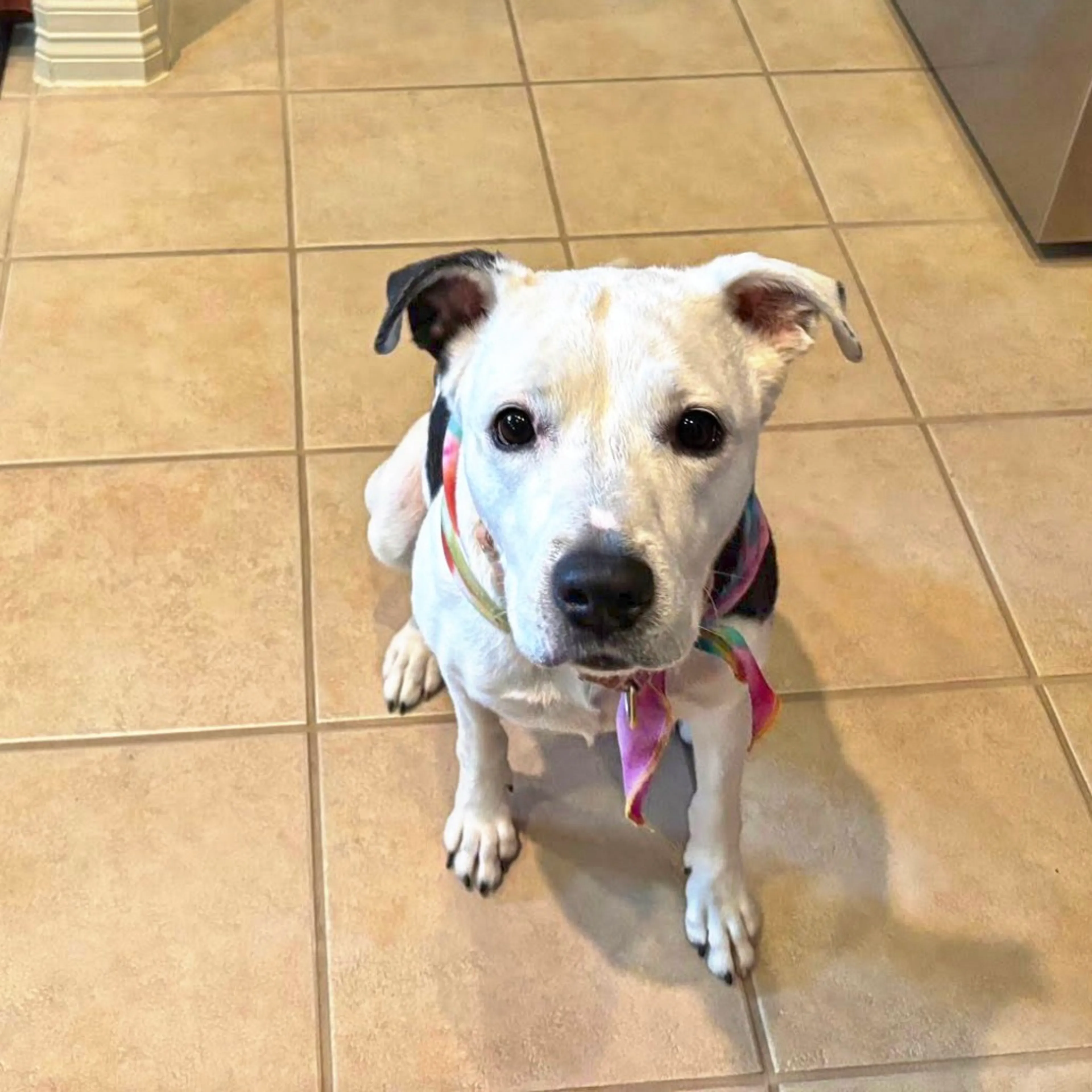 Found pet-20