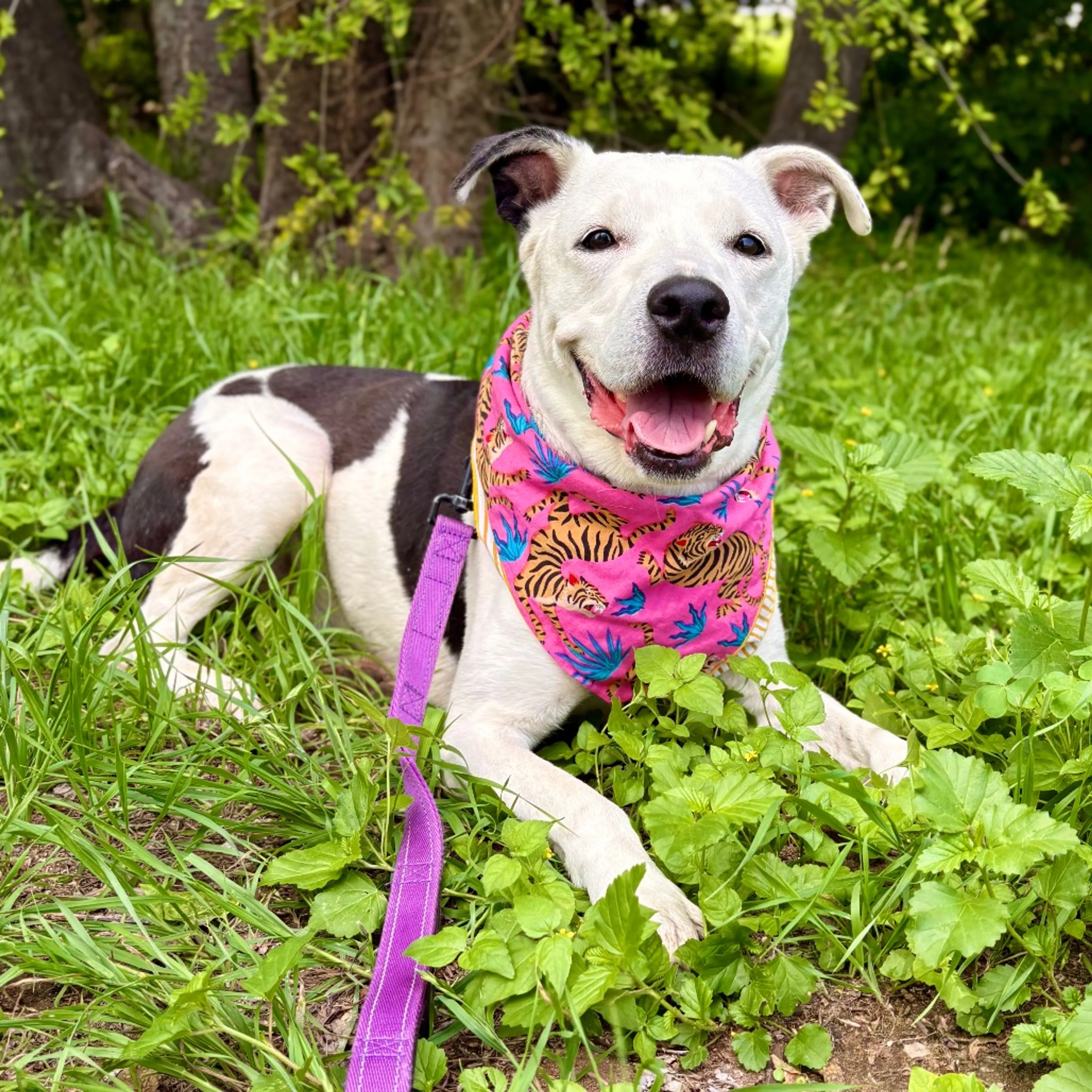 Found pet-17