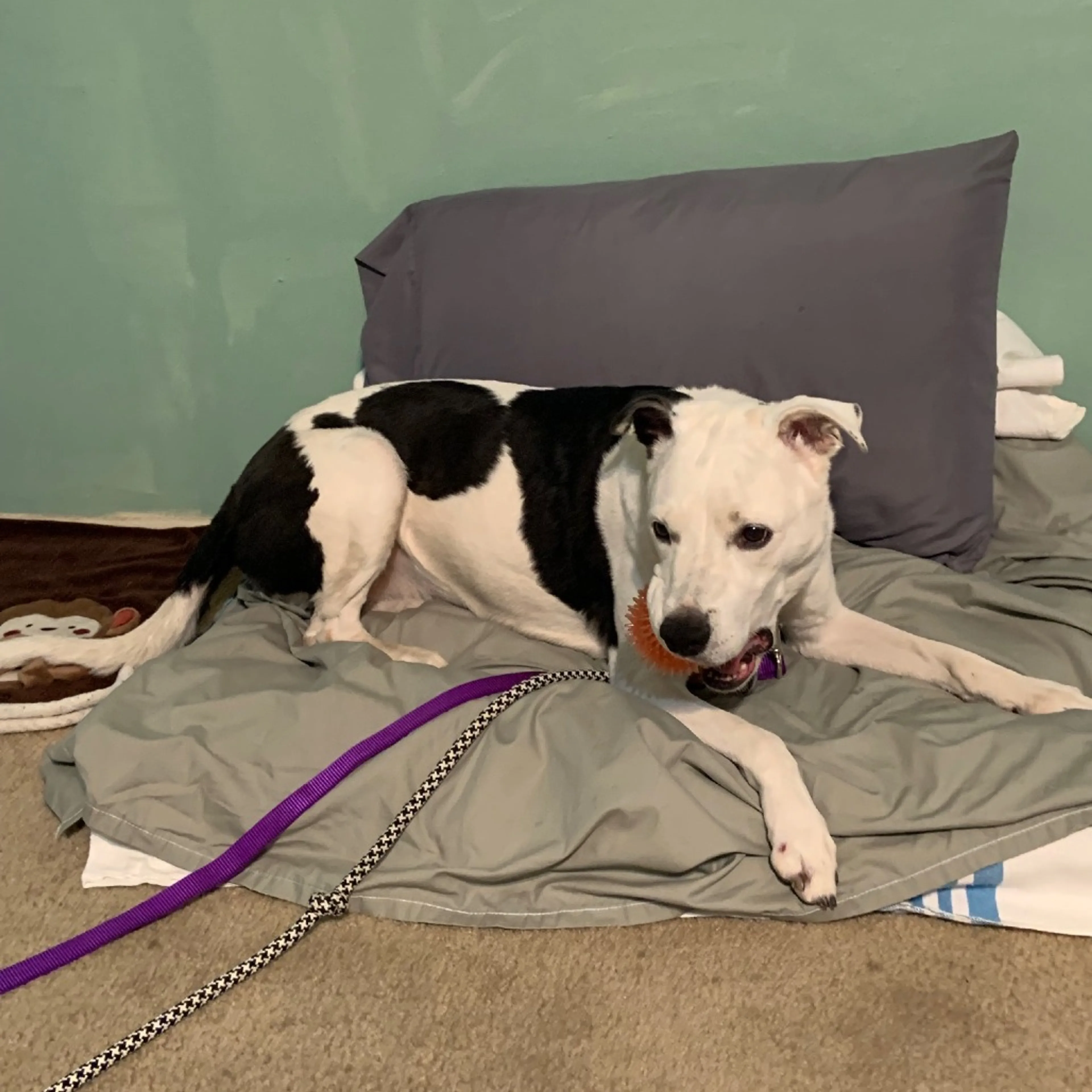 Found pet-8