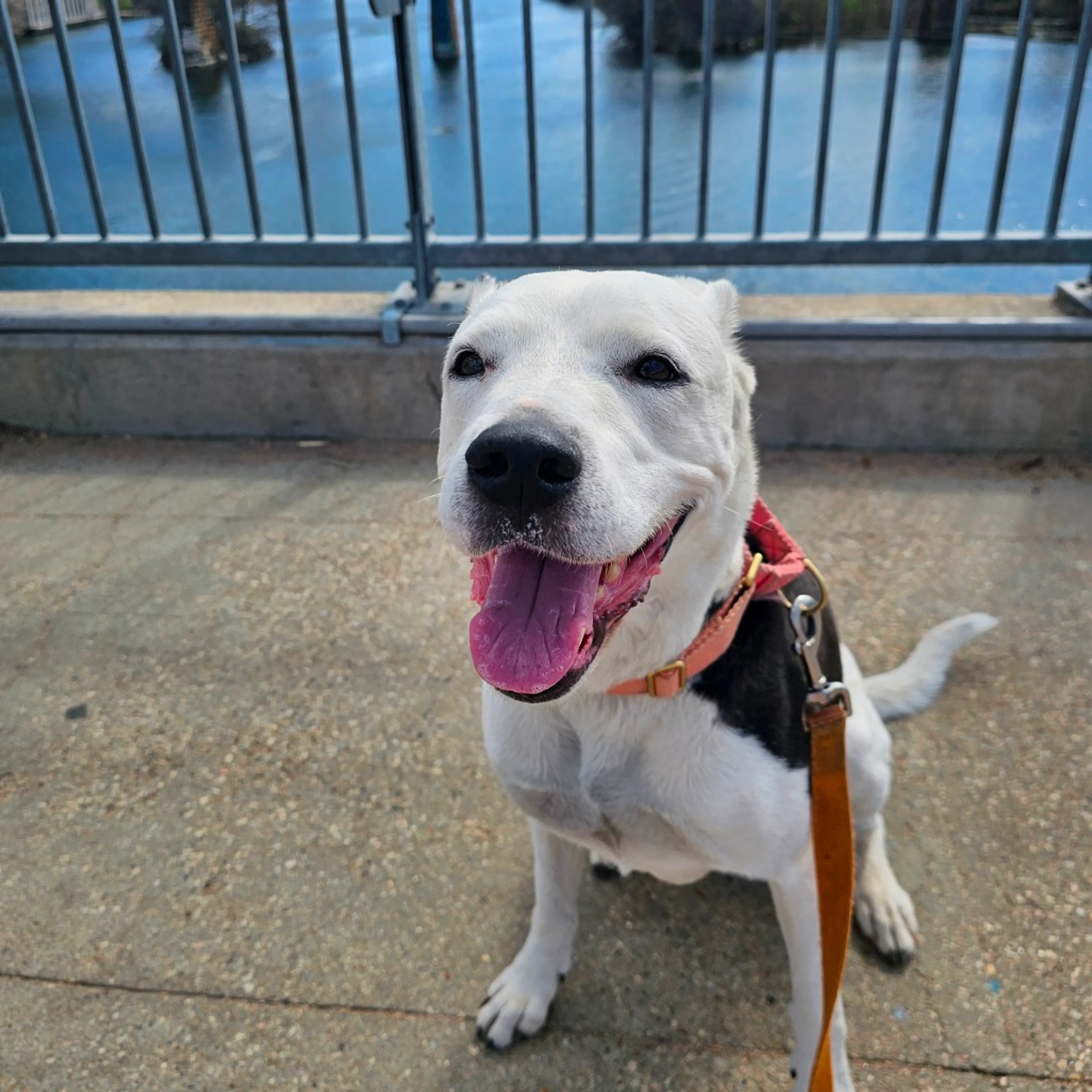 Found pet-18