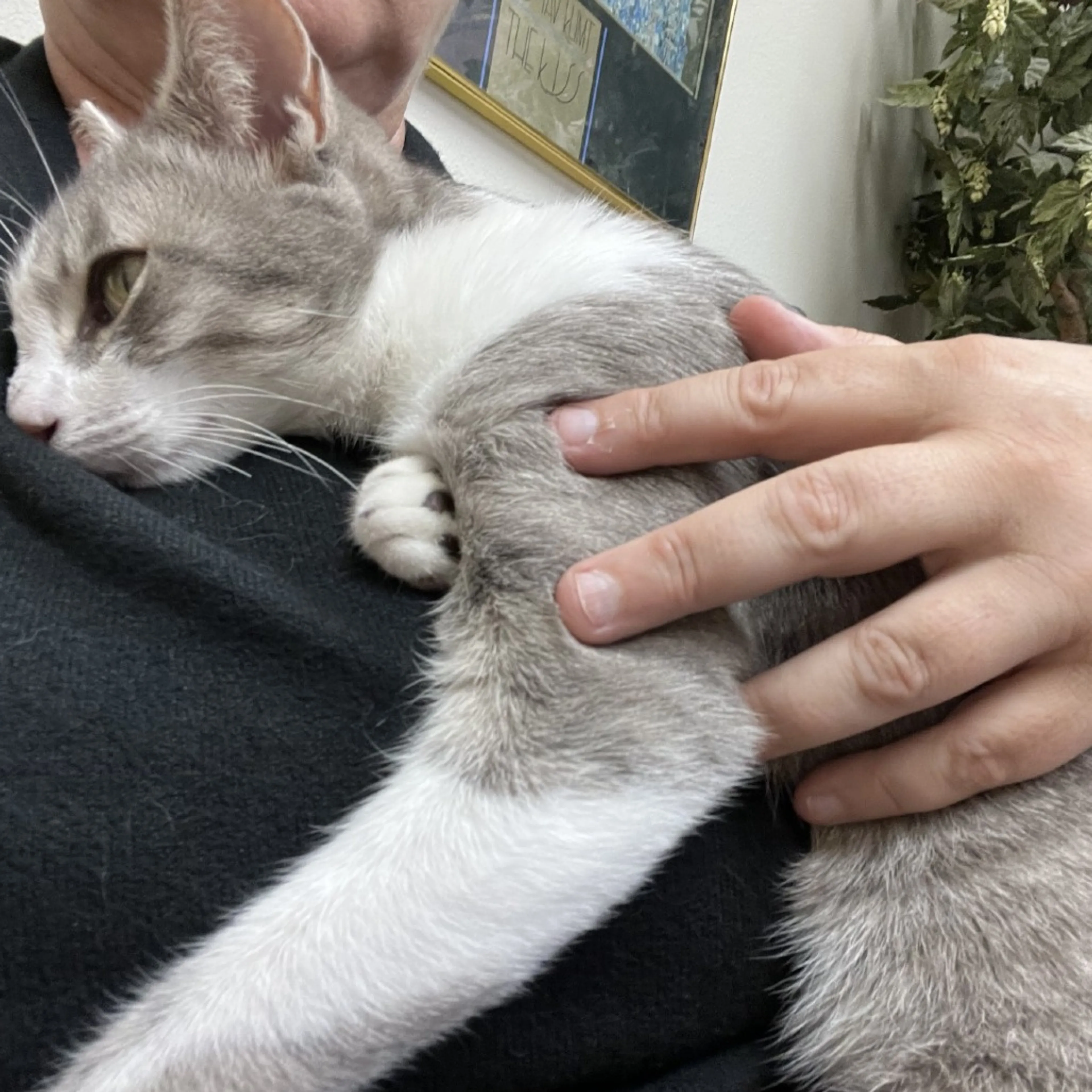 Found pet-2