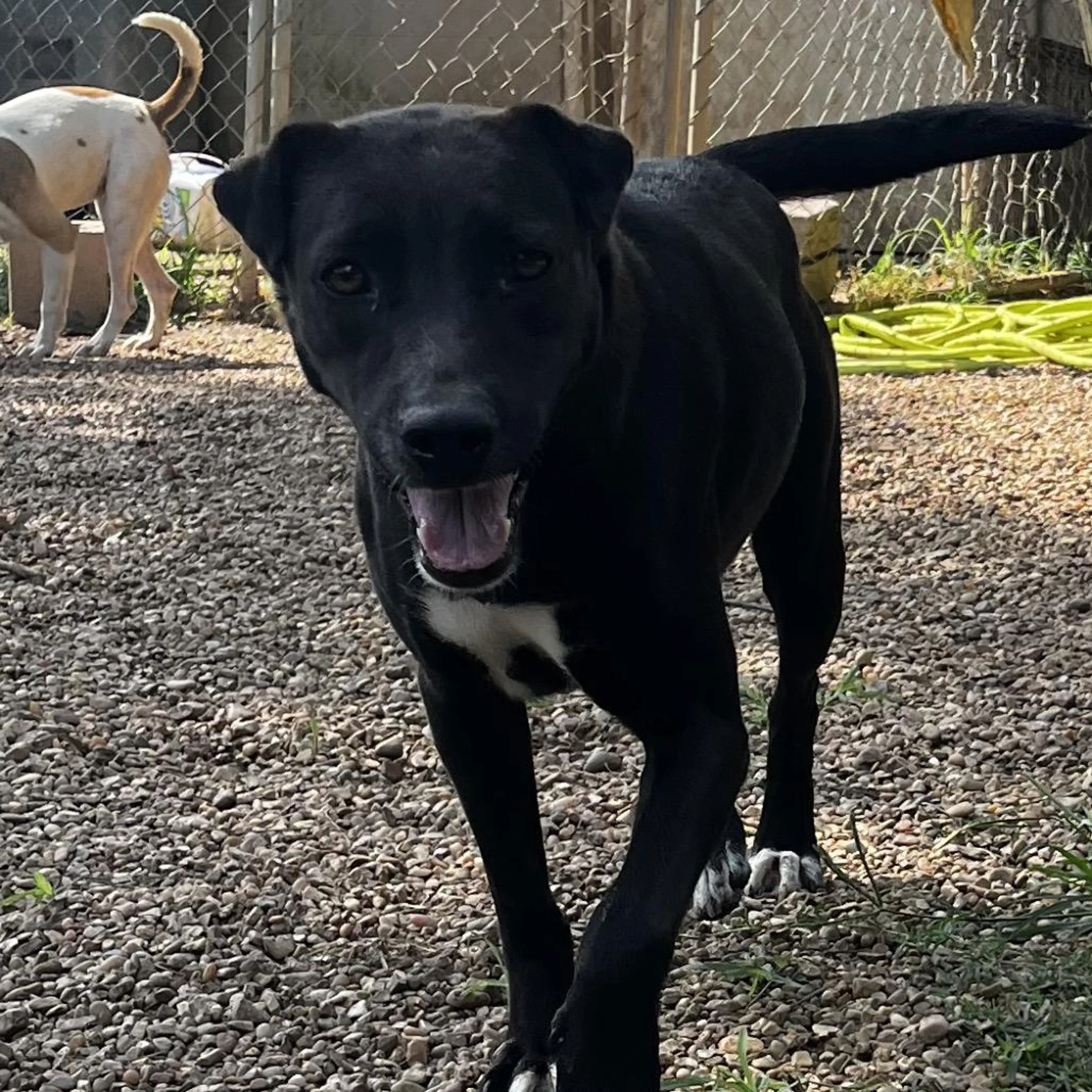 Found pet-4