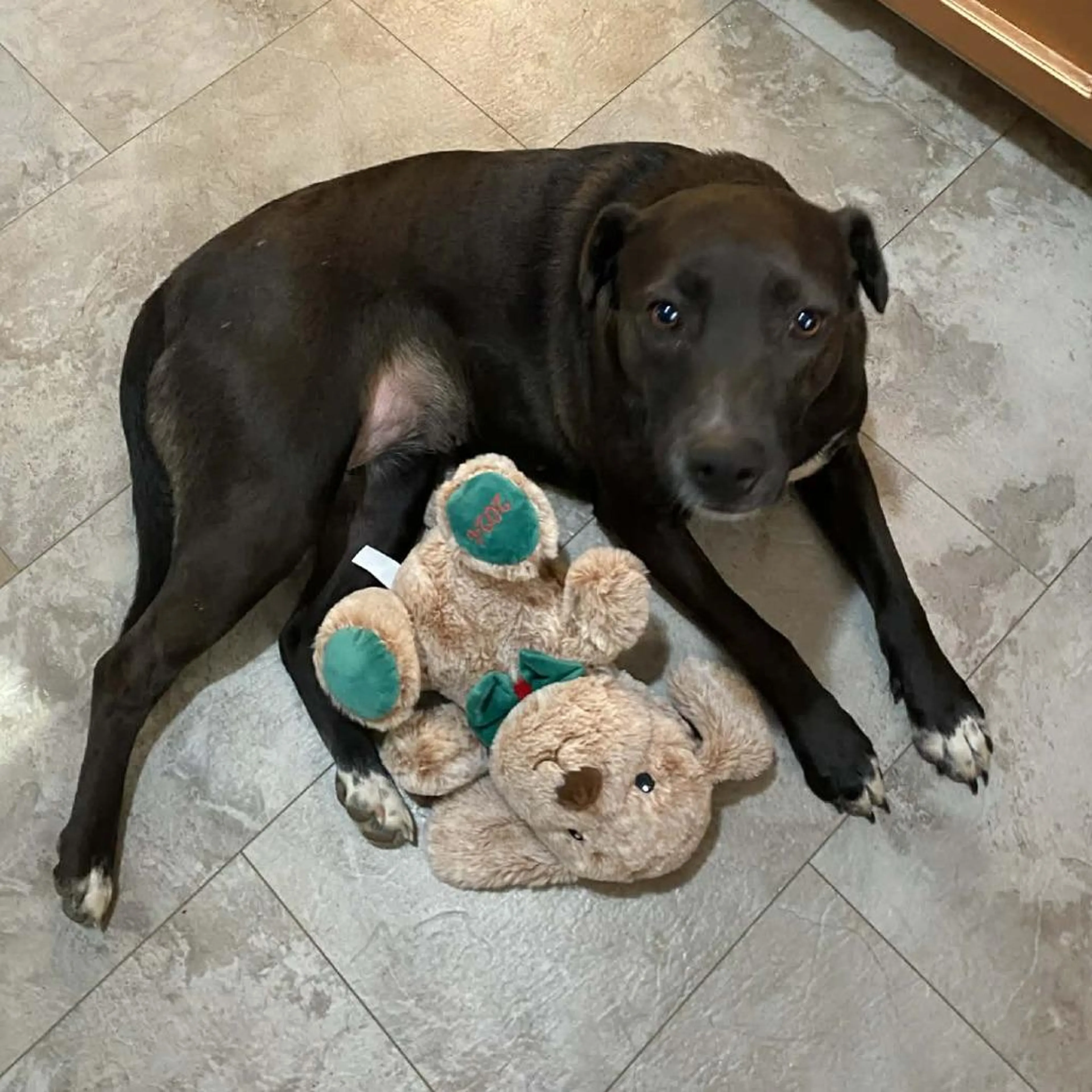 Found pet-0